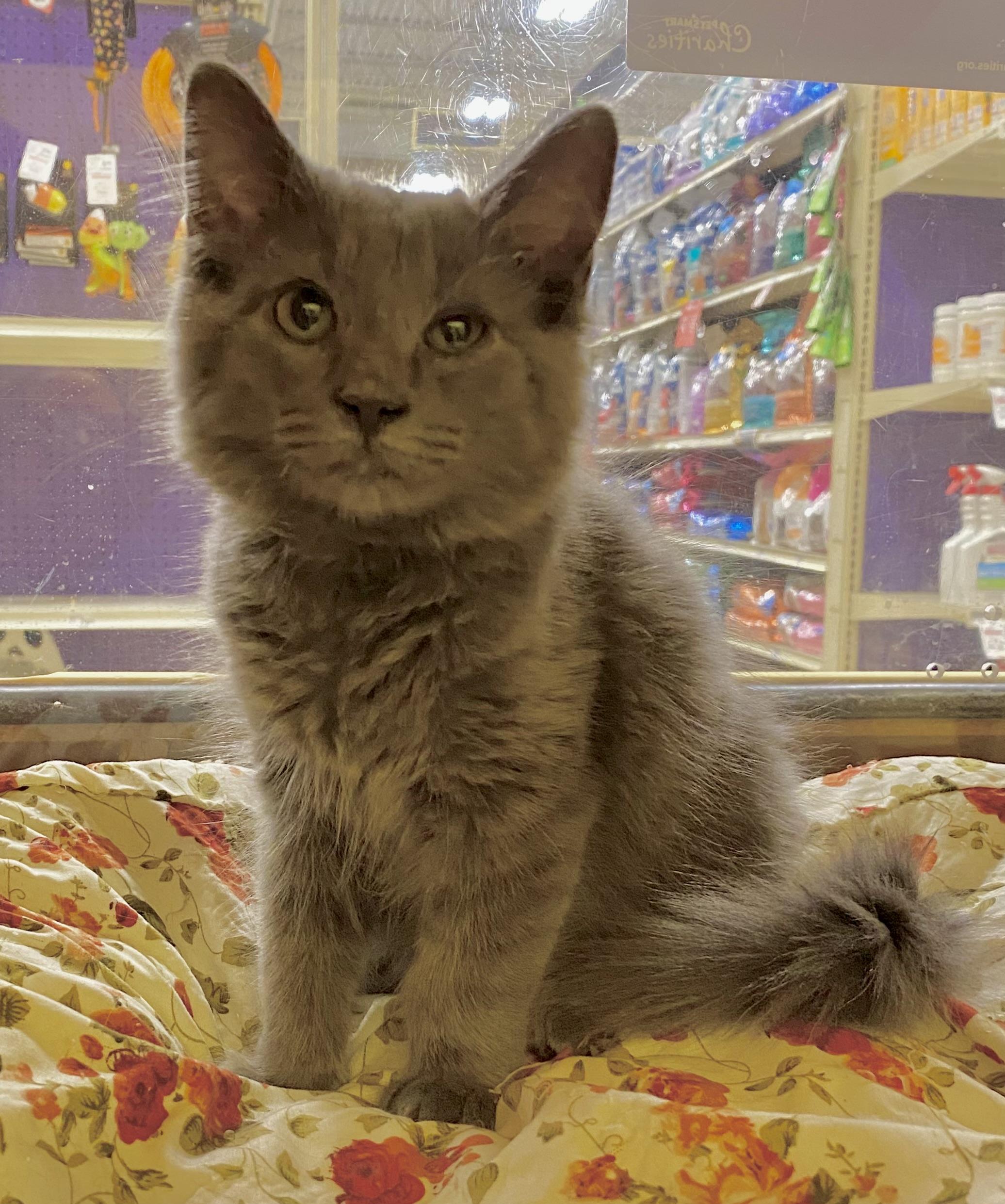 George  North Conroe thumbnail 2