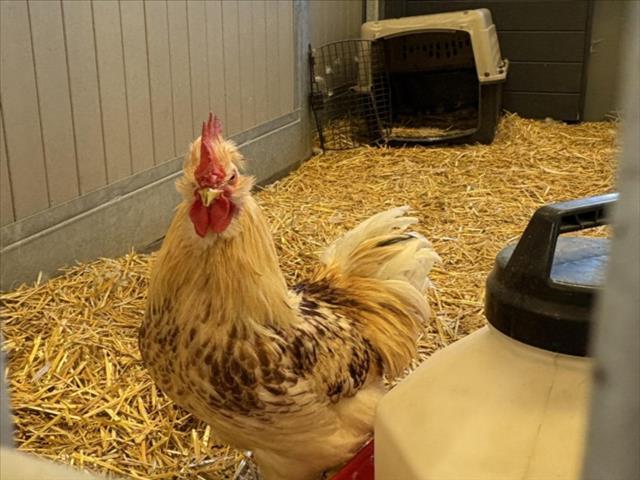 Enlarge CHIPMUNK, a Adoptable Chicken in Loveland, CO image 1/1