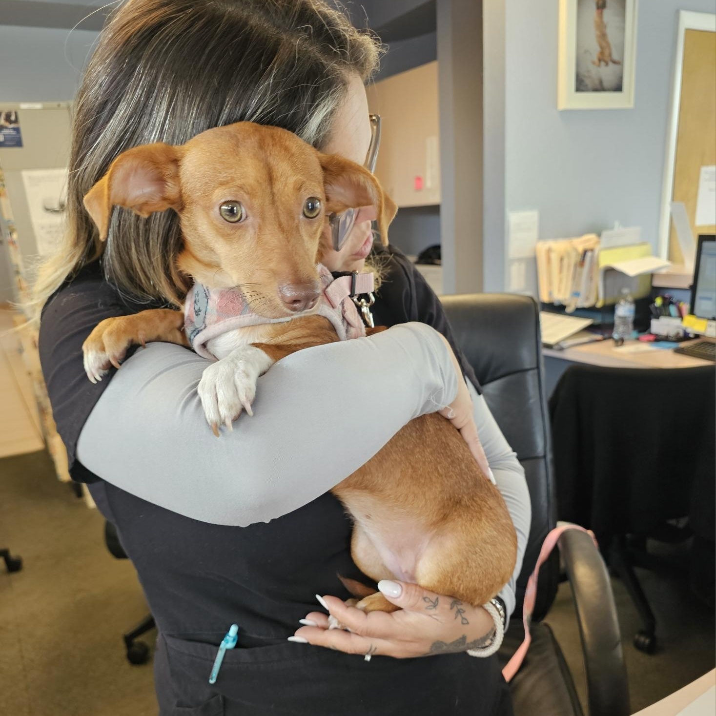 Penny, an adoptable Chiweenie in Weston, FL, 33326 | Photo Image 1
