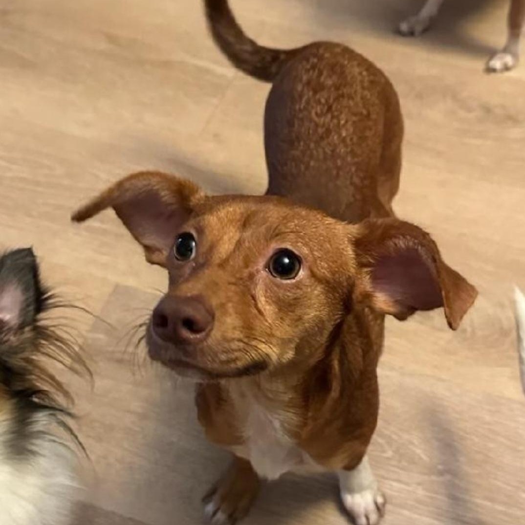 Penny, an adoptable Chiweenie in Weston, FL, 33326 | Photo Image 3