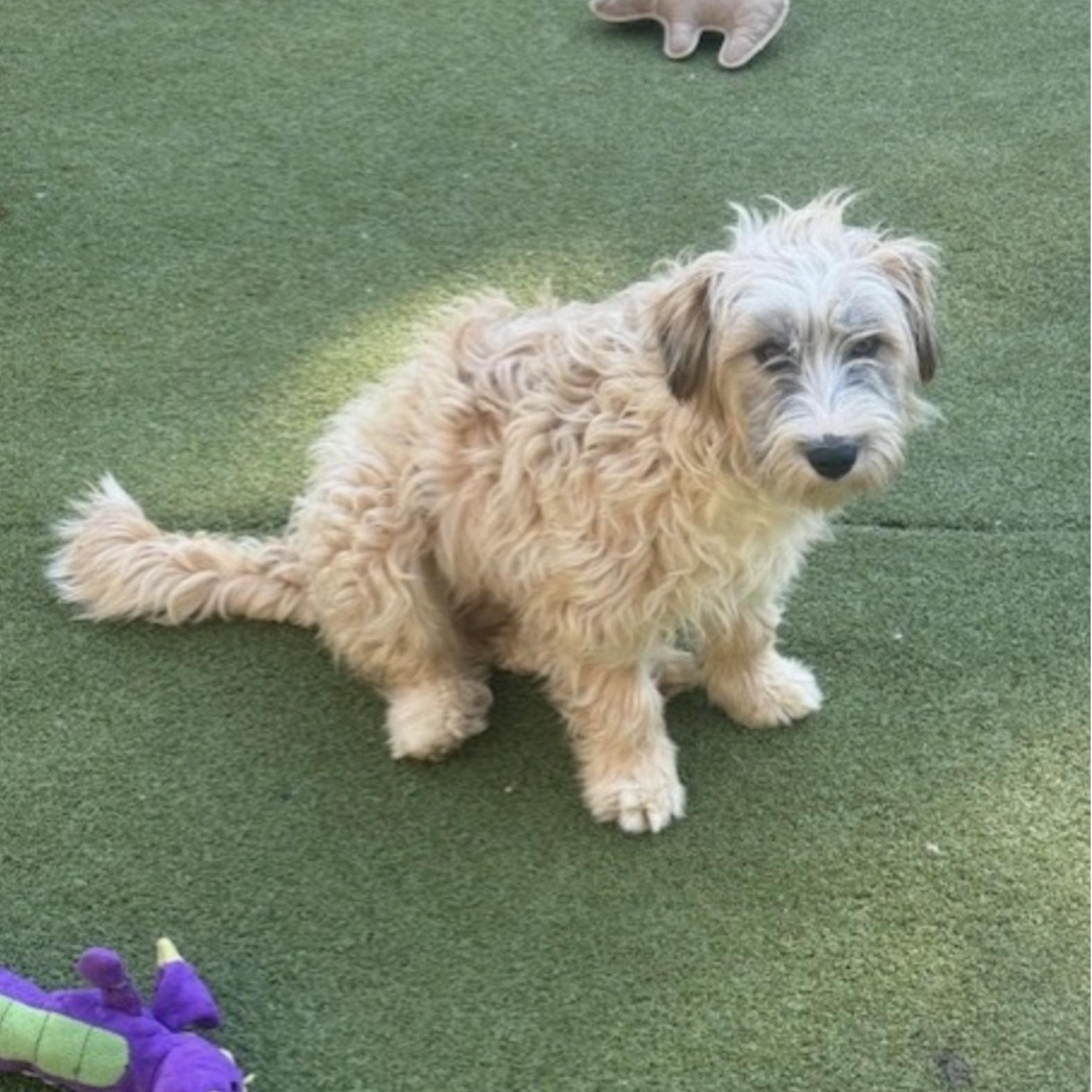Enlarge Portl, a Adoptable mixed breed in nanuet, NY image 4/6
