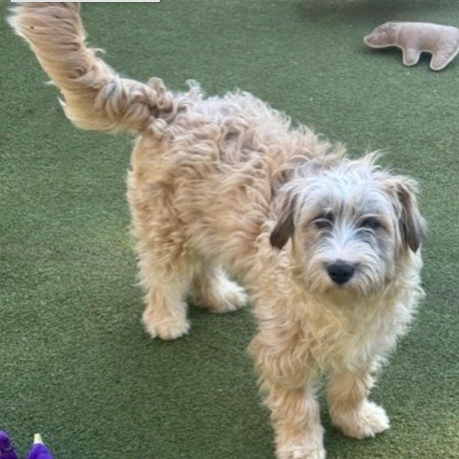 Portl, Adoptable, Young Female Poodle.