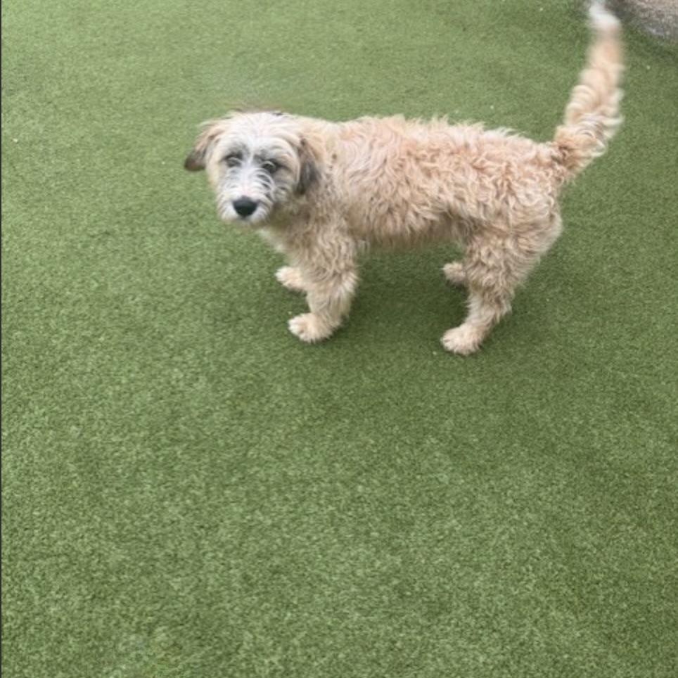 Enlarge Portl, a Adoptable mixed breed in nanuet, NY image 6/6