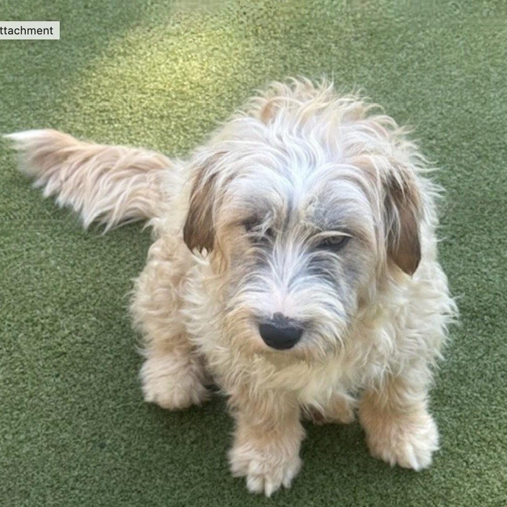 Enlarge Portl, a Adoptable mixed breed in nanuet, NY image 5/6
