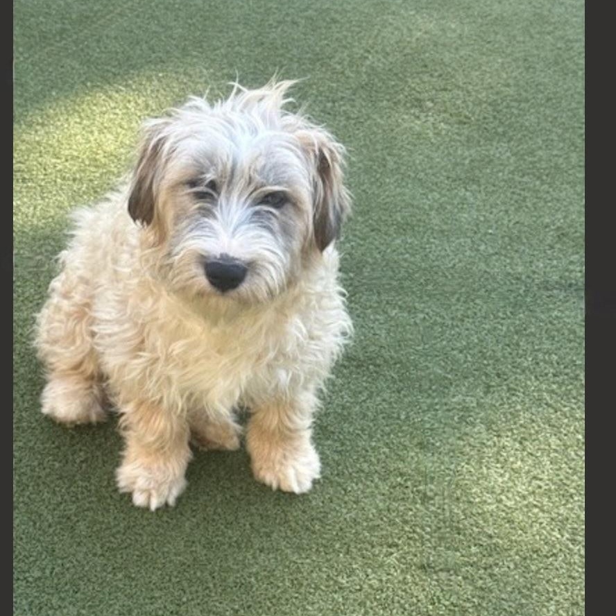 Enlarge Portl, a Adoptable mixed breed in nanuet, NY image 3/6