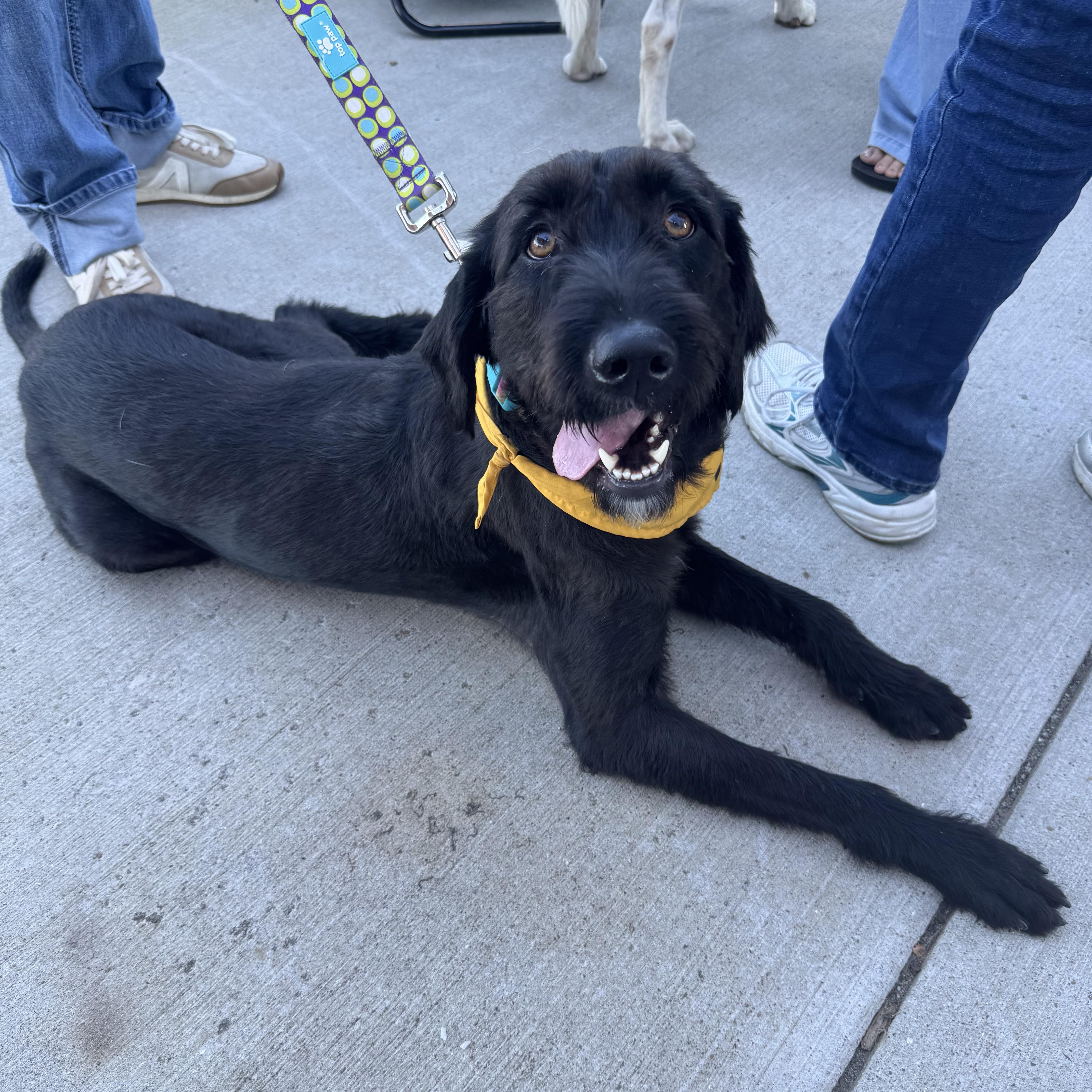 Enlarge Pickles, a Adopted mixed breed in Owensboro, KY image 2/4