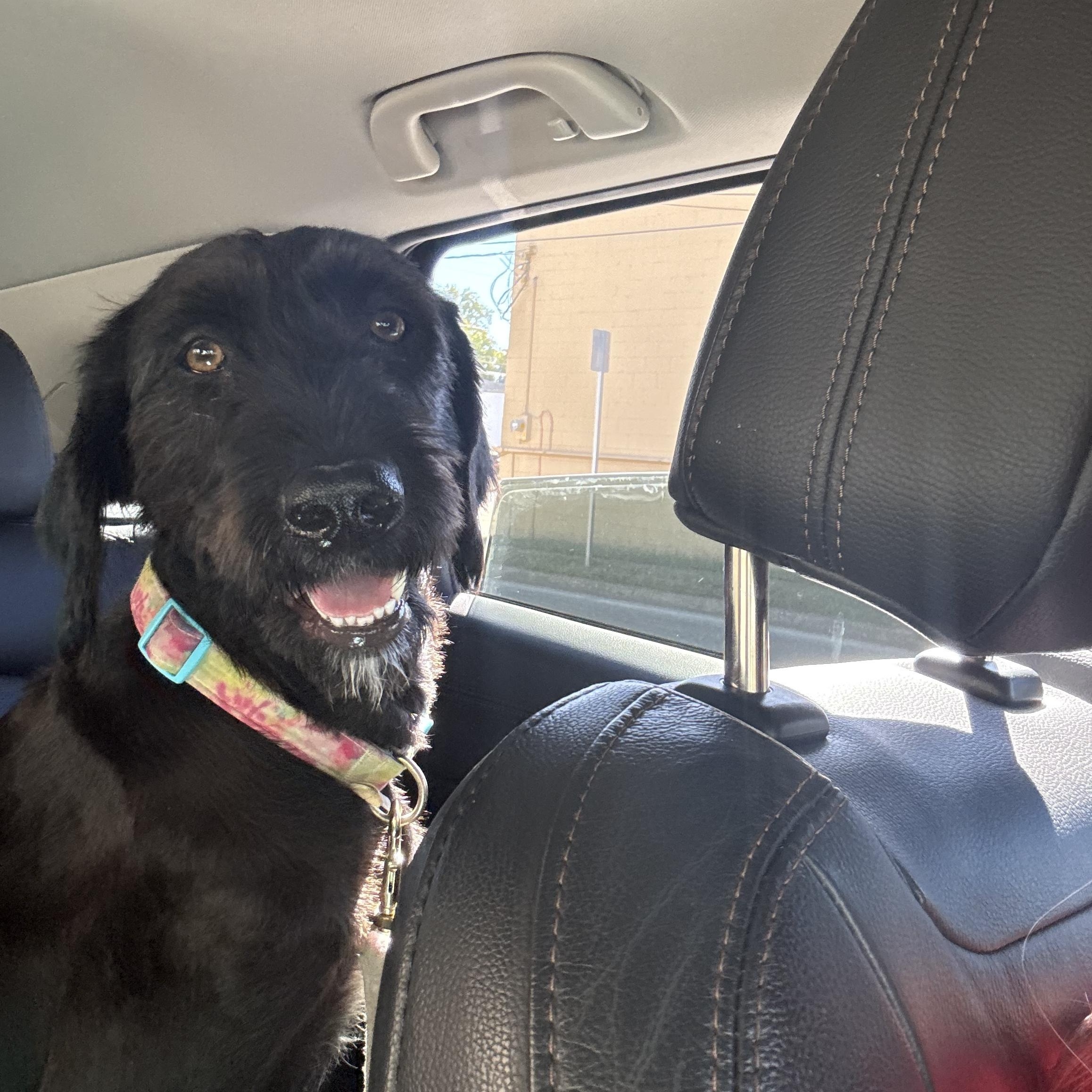 Pickles, Adopted, Young Female Labradoodle.