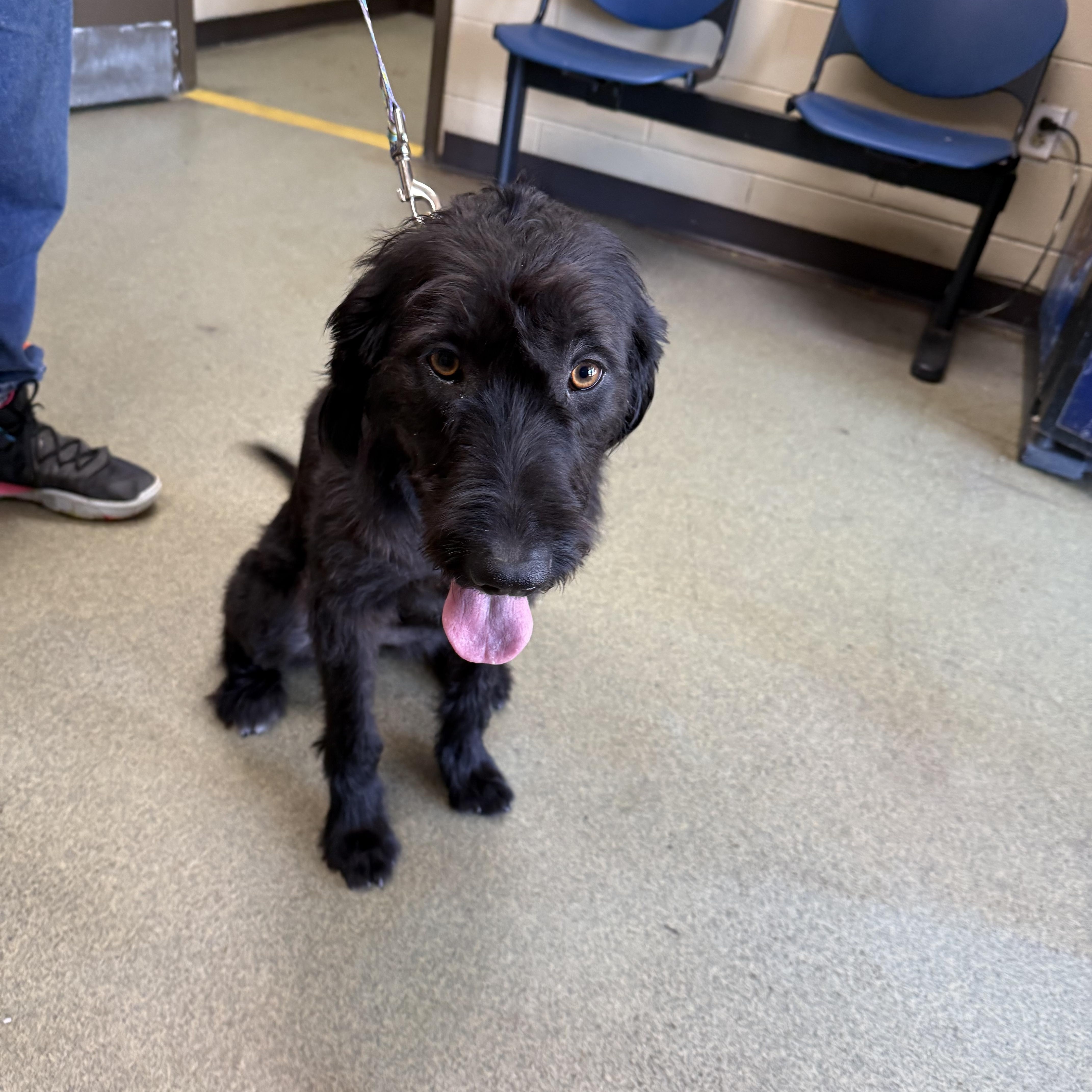 Enlarge Pickles, a Adopted mixed breed in Owensboro, KY image 4/4