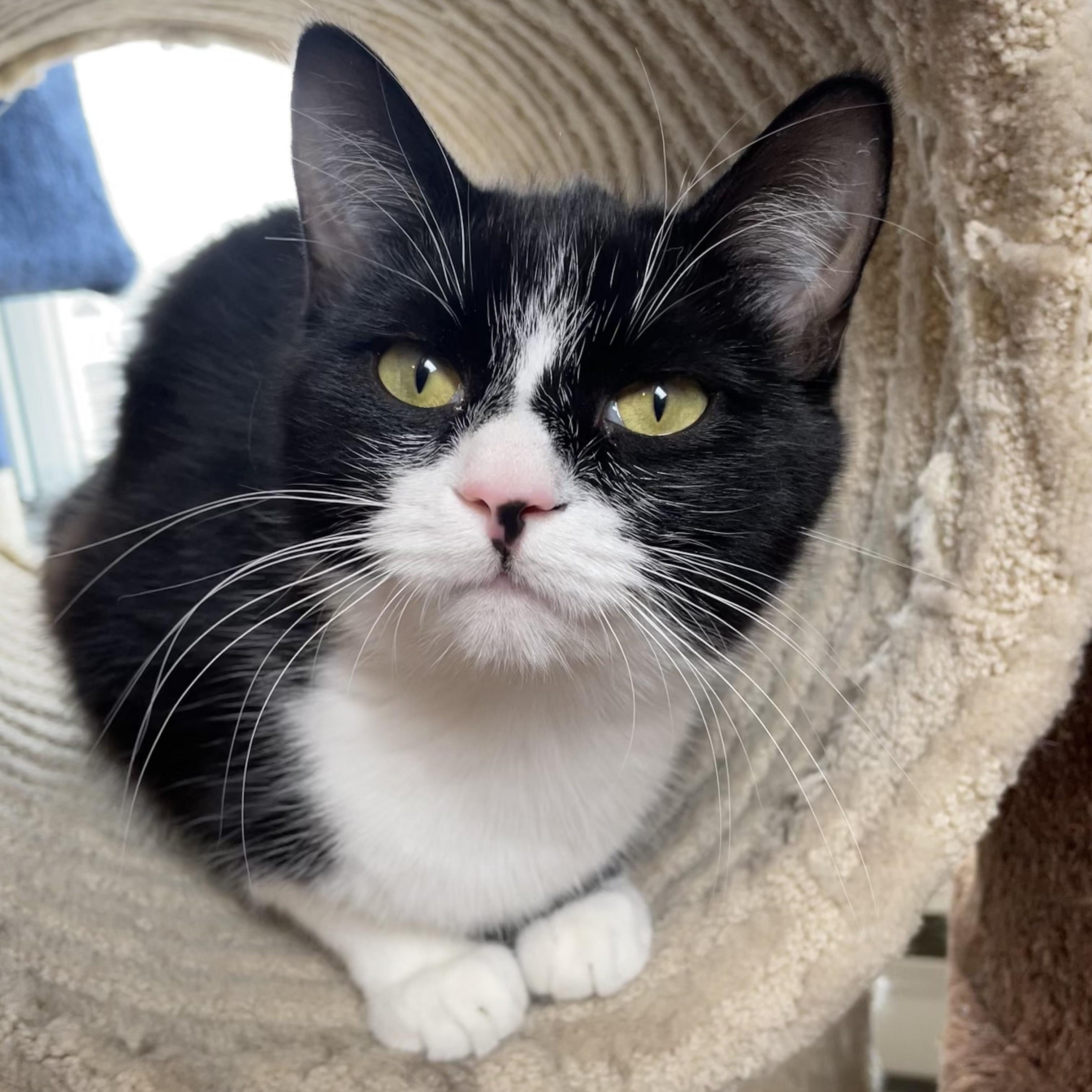 Malika (bonded with Saïd), ADOPTABLE, Young Female Domestic Short Hair.