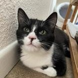 Malika (bonded with Saïd), a ADOPTABLE Domestic Short Hair in Scarborough, ON image 2/6