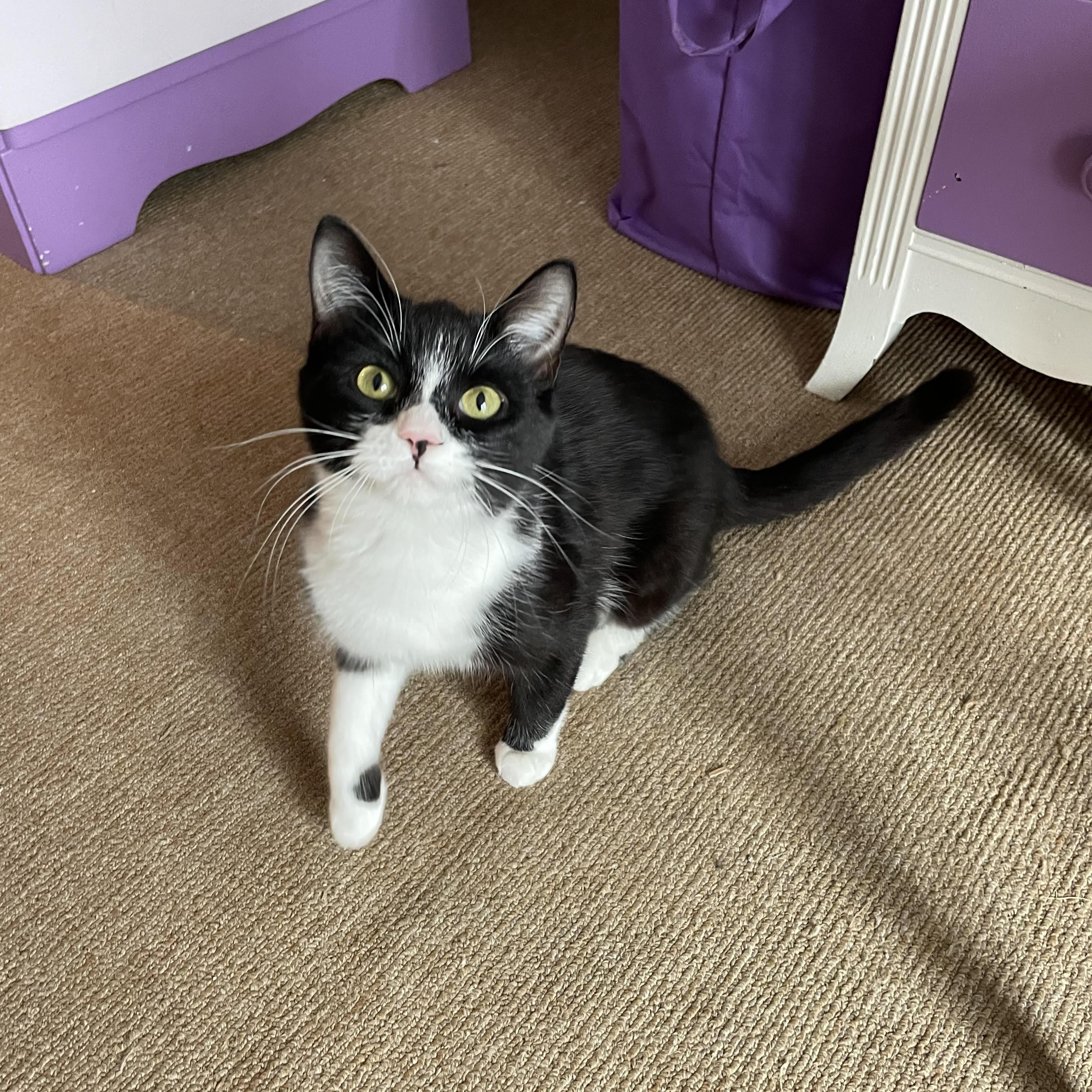 Malika (bonded with Saïd), a ADOPTABLE Domestic Short Hair in Scarborough, ON image 4/6