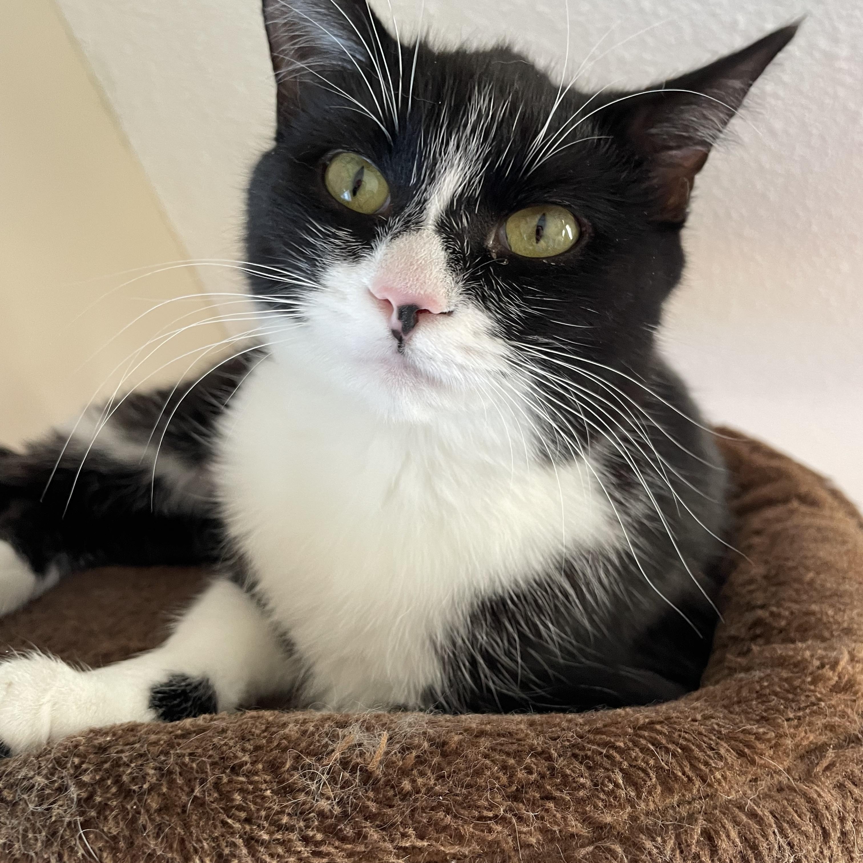 Malika (bonded with Saïd), a ADOPTABLE Domestic Short Hair in Scarborough, ON image 3/6