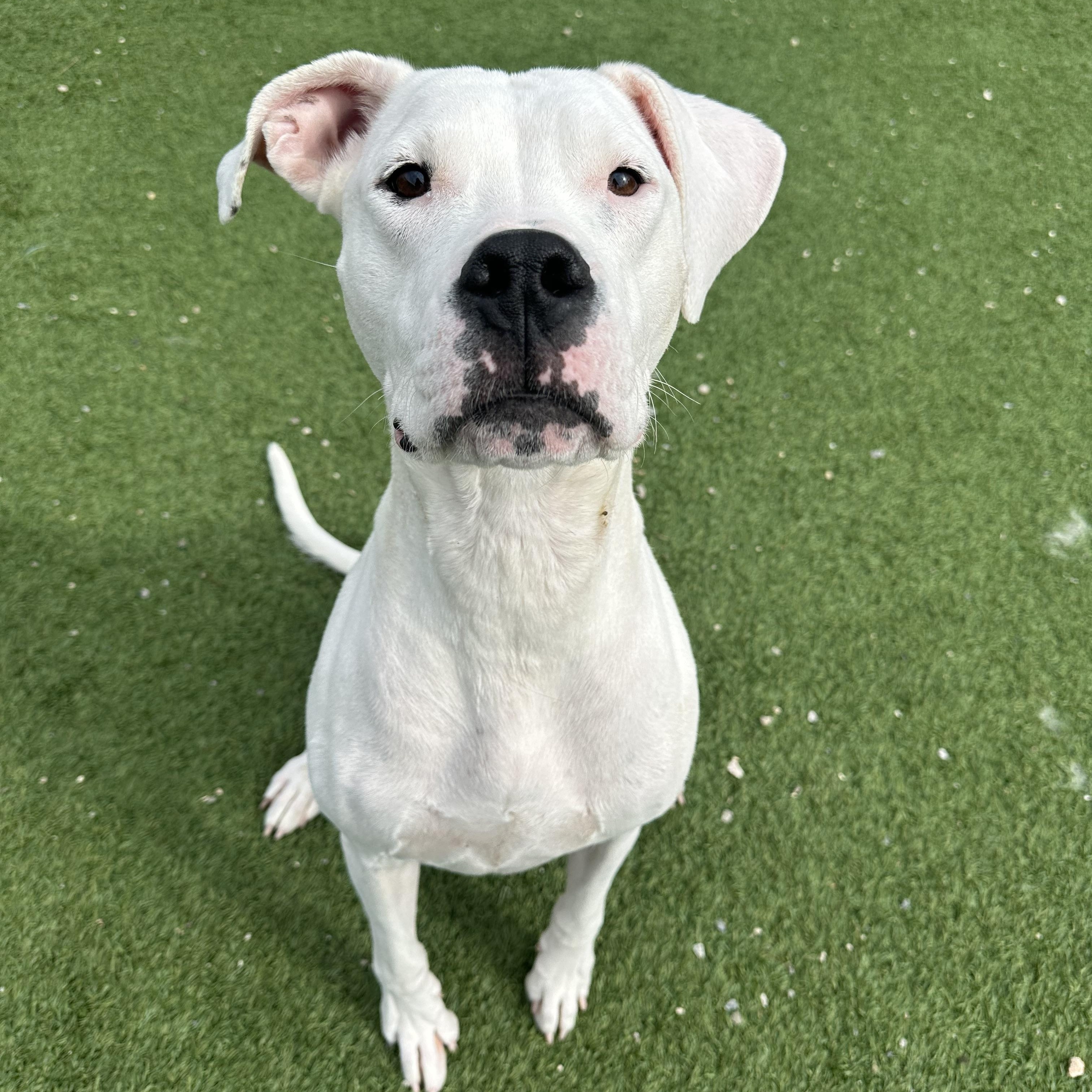 Juno, Adoptable, Adult Female Dogo Argentino.