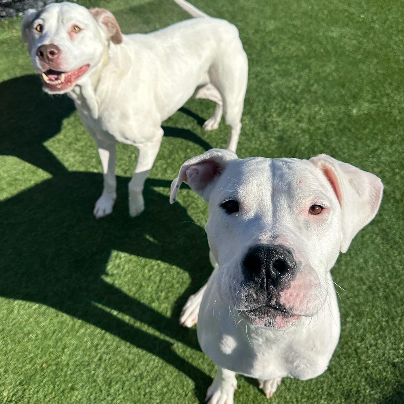 Juno, a Adoptable Dogo Argentino in Groton, CT image 5/6