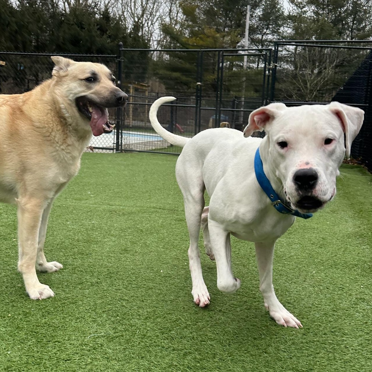 Juno, Adoptable, Adult Female Dogo Argentino.