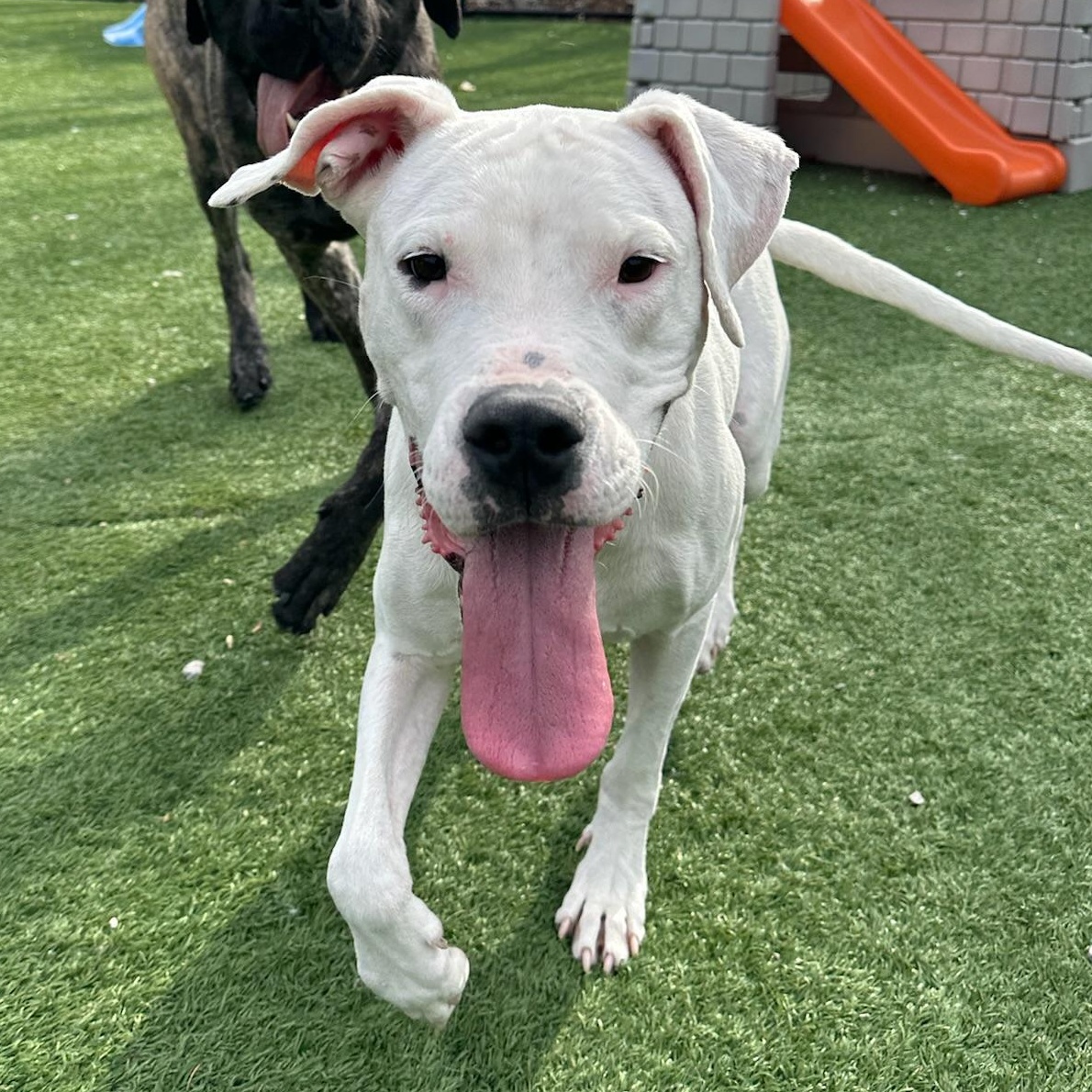 Juno, a Adoptable Dogo Argentino in Groton, CT image 3/6