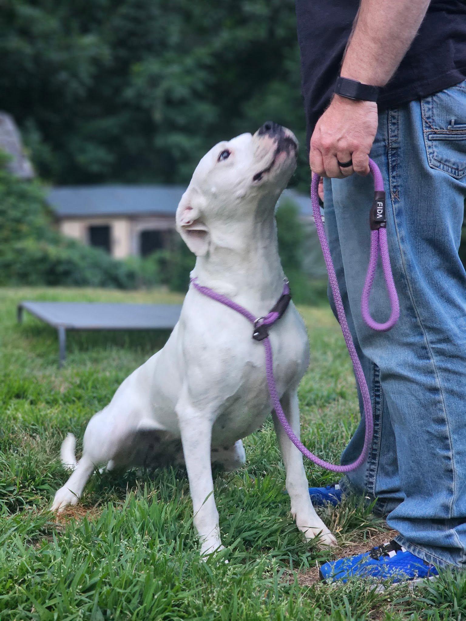 Enlarge Juno, a Adoptable Dogo Argentino in Groton, CT image 5/6