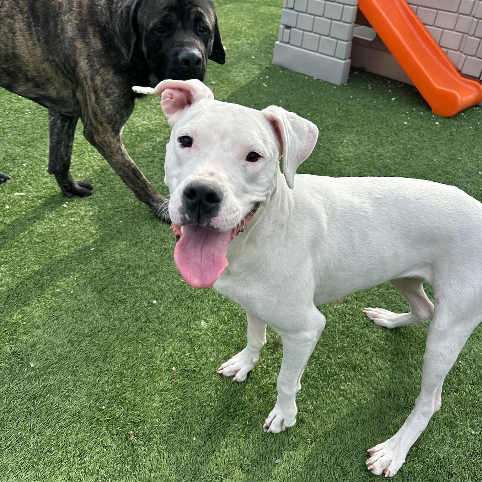 Juno, a Adoptable Dogo Argentino in Groton, CT image 6/6
