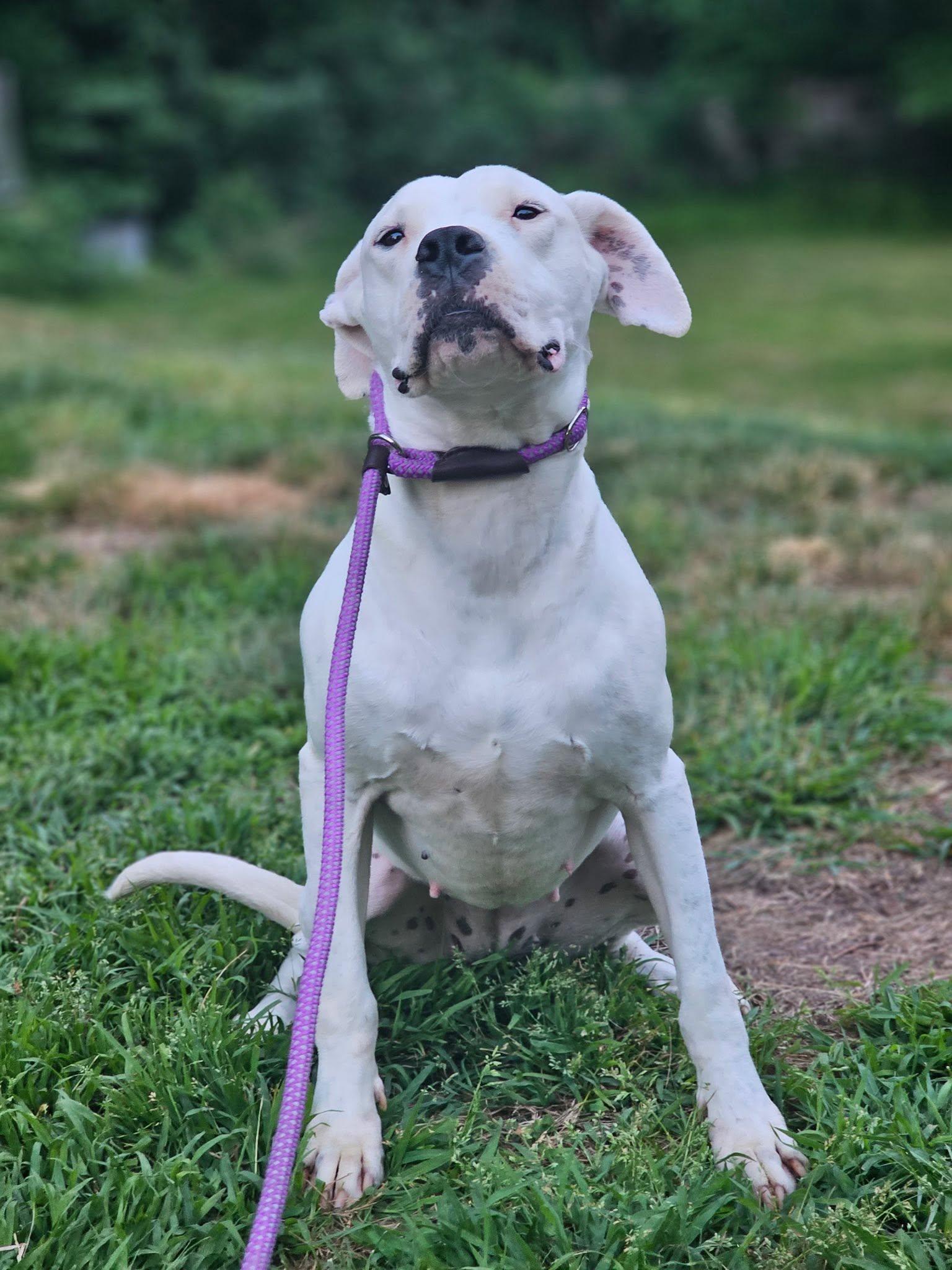 Enlarge Juno, a Adoptable Dogo Argentino in Groton, CT image 6/6