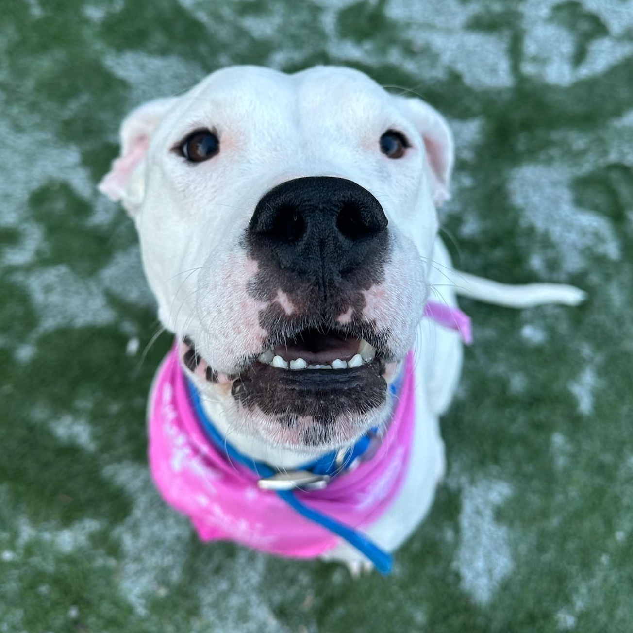 Juno, a Adoptable Dogo Argentino in Groton, CT image 4/6