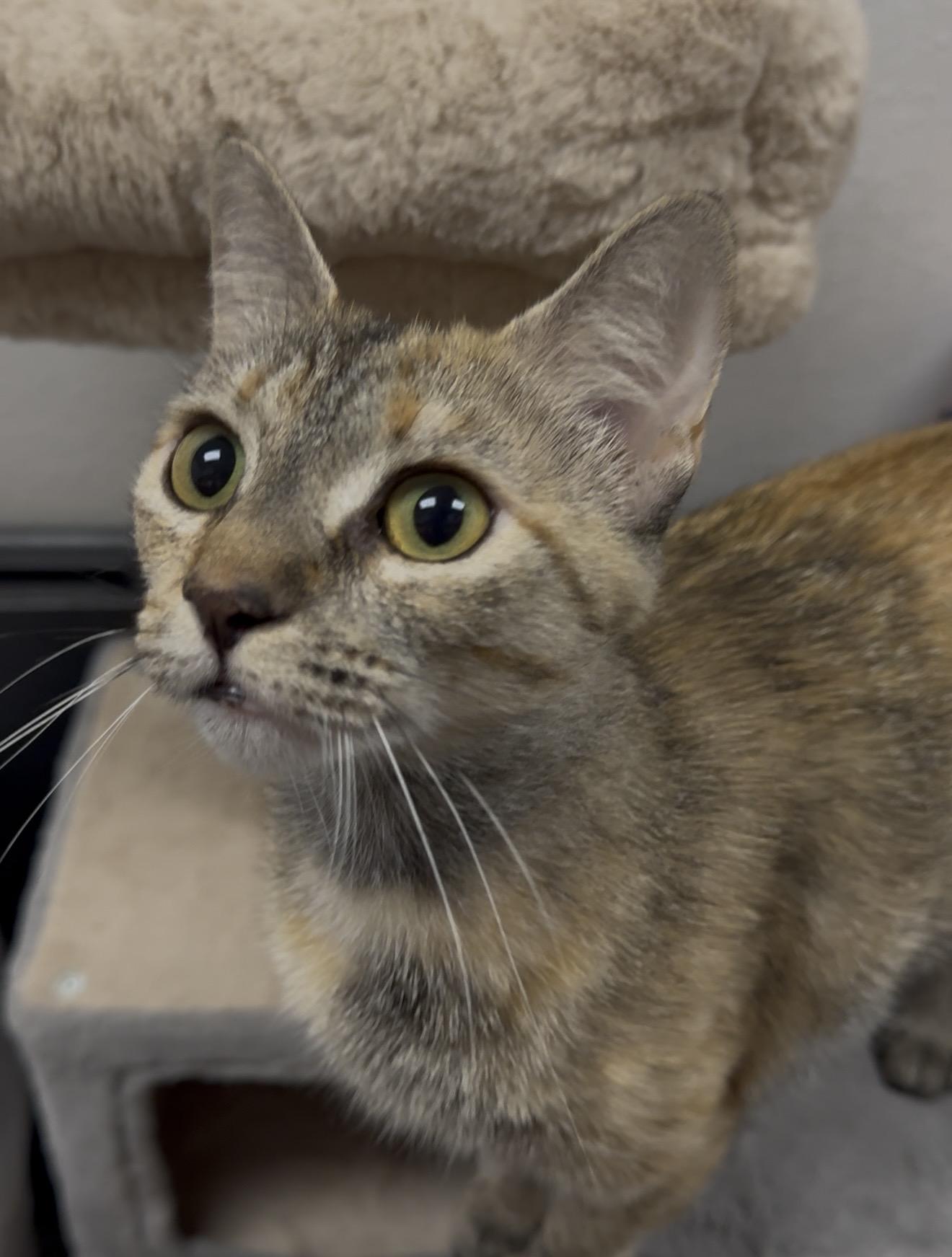 Enlarge Rue Bennett, a Adoptable Domestic Short Hair in Houston, TX image 1/2