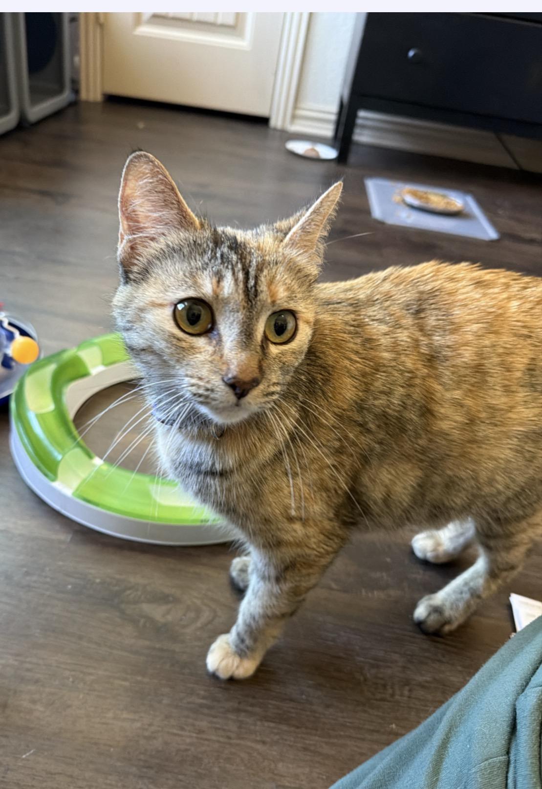 Enlarge Rue Bennett, a Adoptable Domestic Short Hair in Houston, TX image 1/1