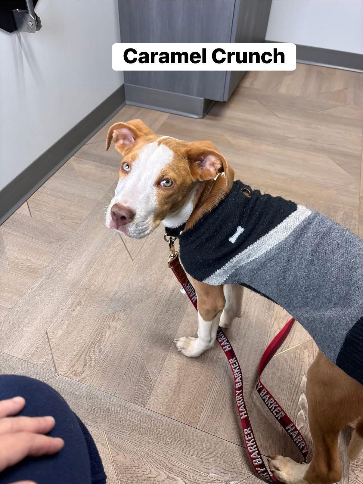 Caramel Crunch, a Adoptable mixed breed in Elburn, IL image 1/6