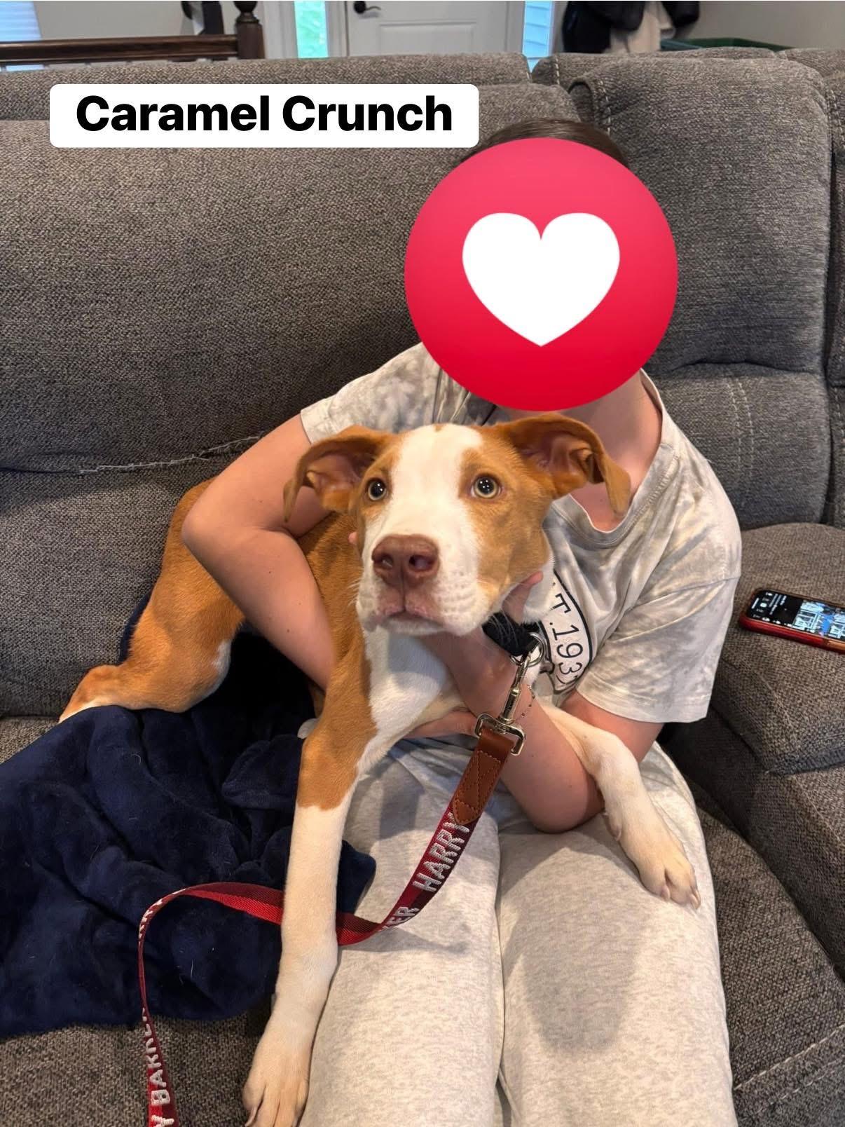 Caramel Crunch, a Adoptable mixed breed in Elburn, IL image 2/6