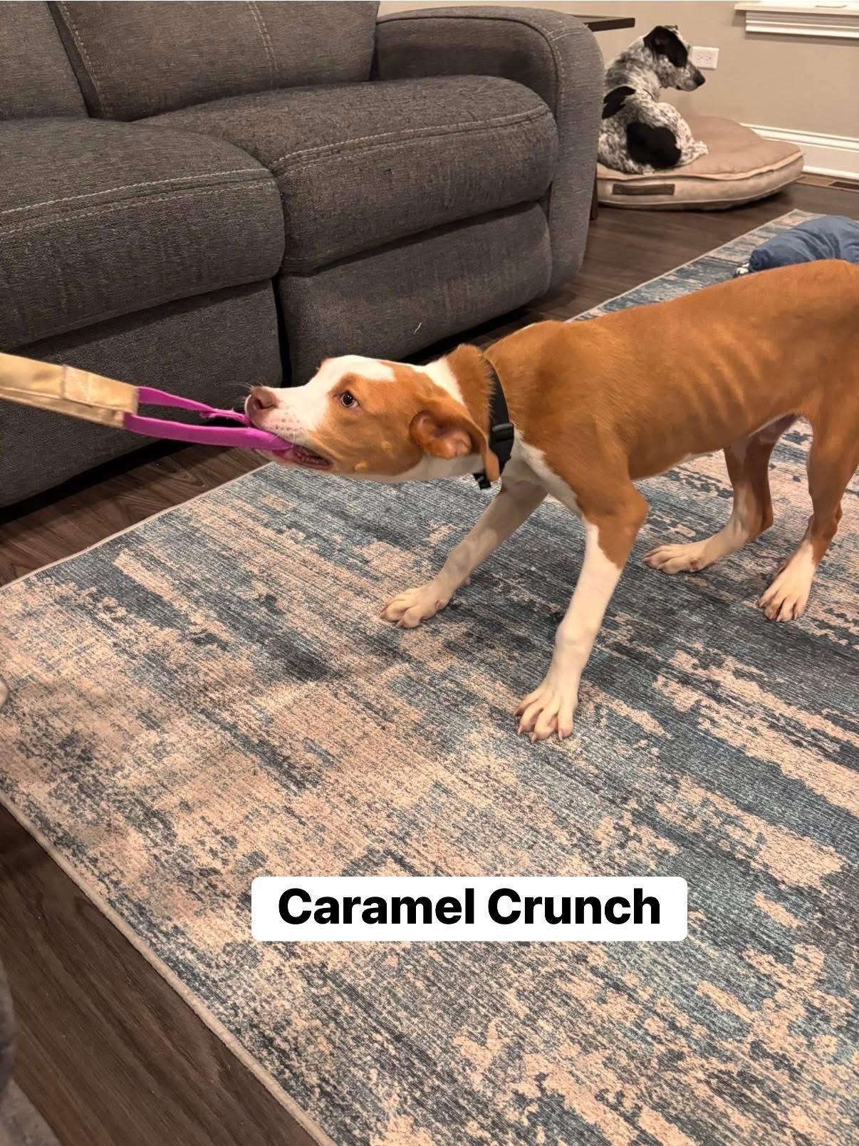 Caramel Crunch, a Adoptable mixed breed in Elburn, IL image 3/6