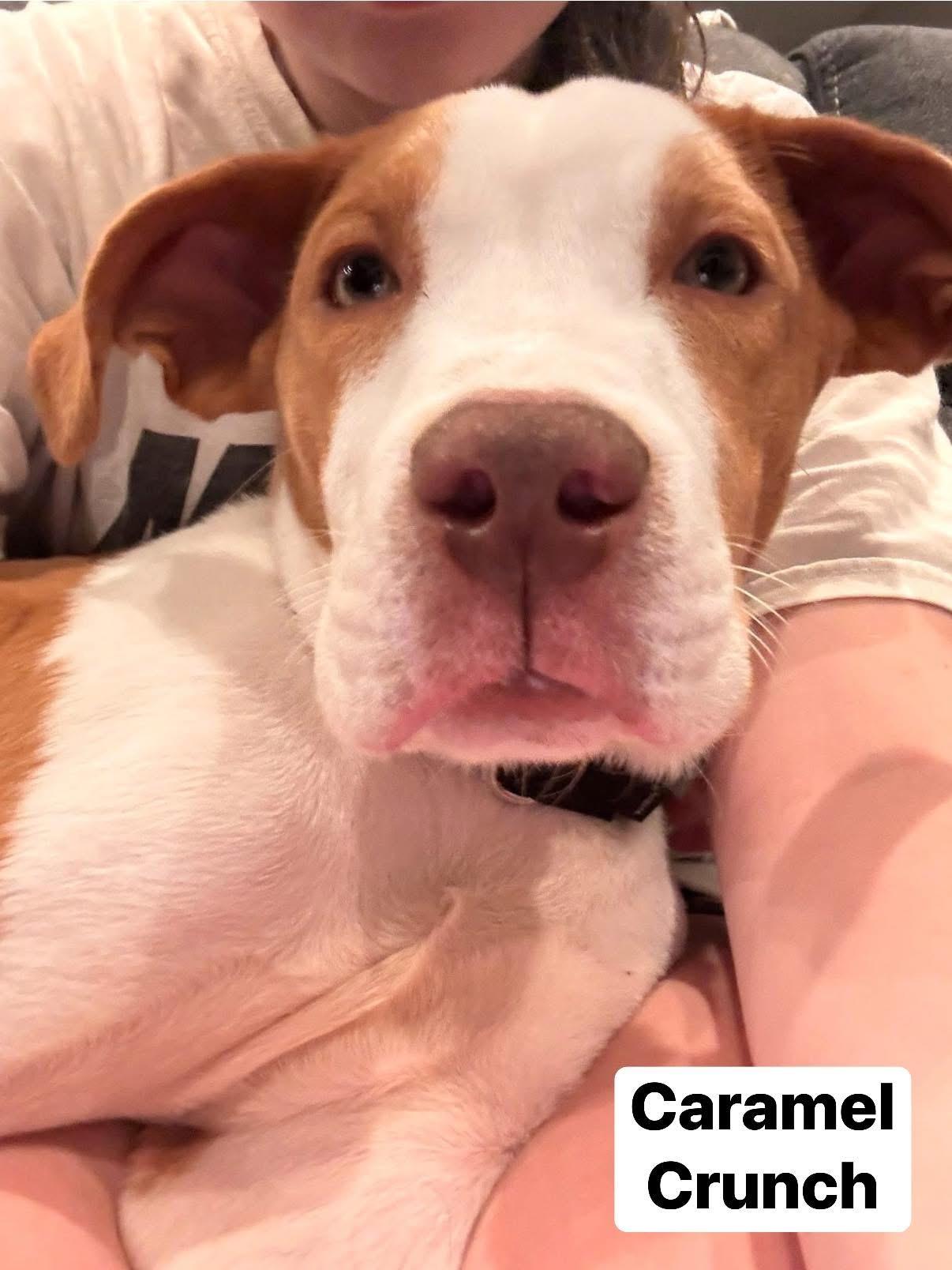 Caramel Crunch — thumbnail 5