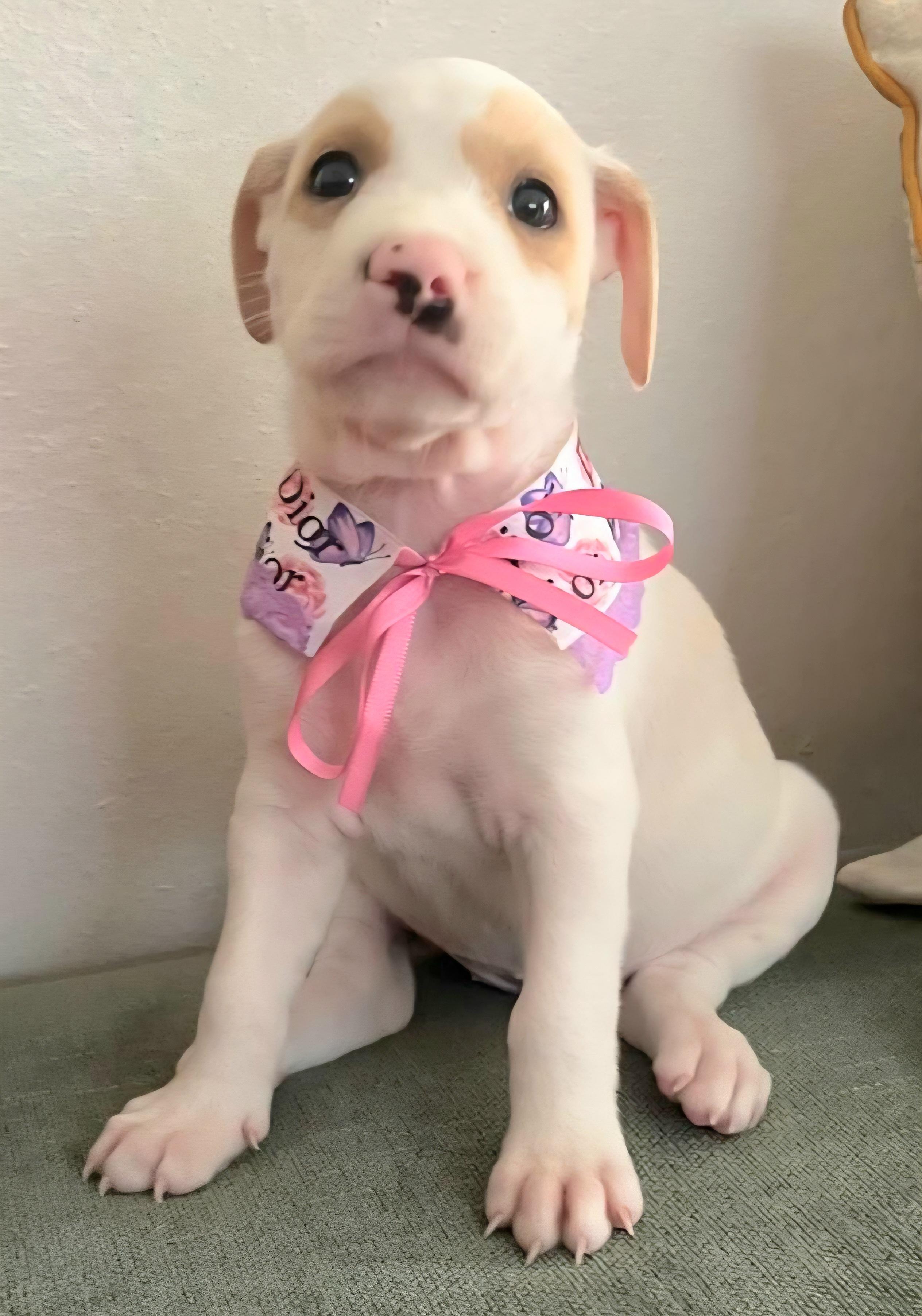 Fiat "a Whole Lotta thumbnail 2