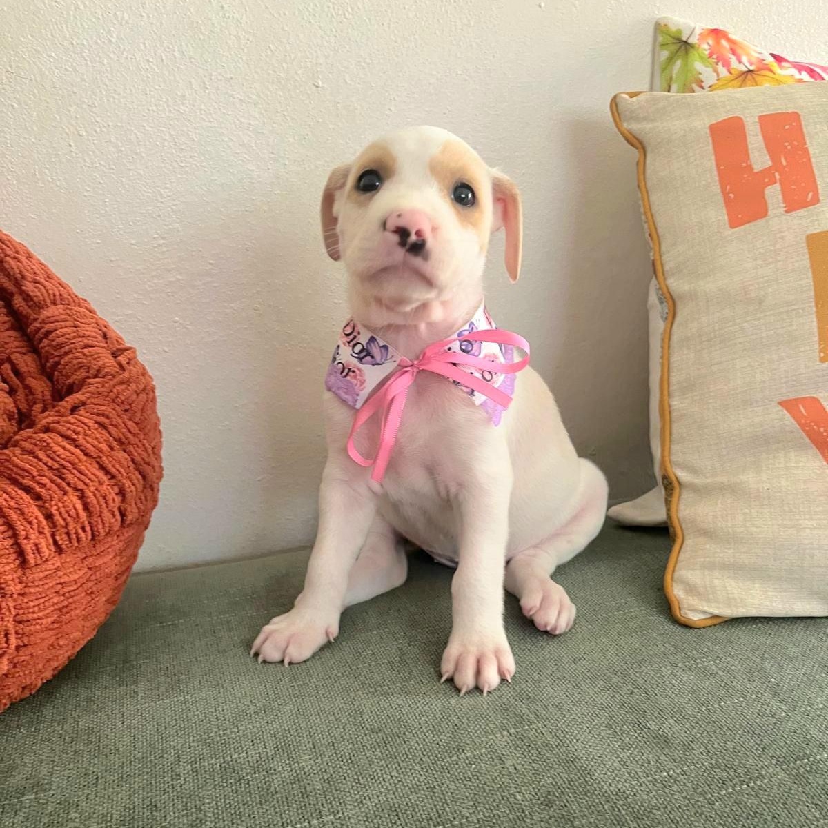 Fiat "a Whole Lotta thumbnail 4