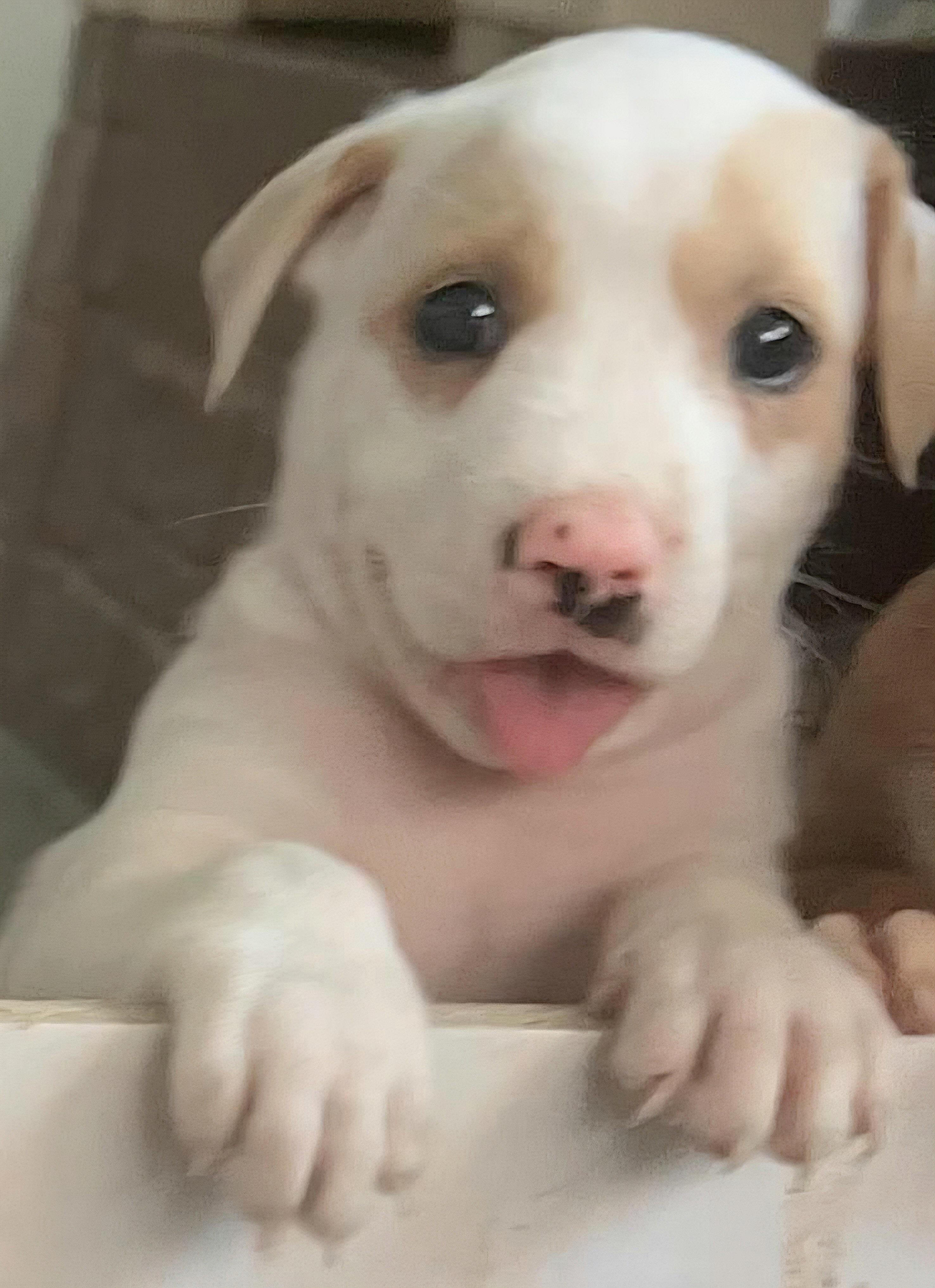 Fiat "a Whole Lotta thumbnail 5