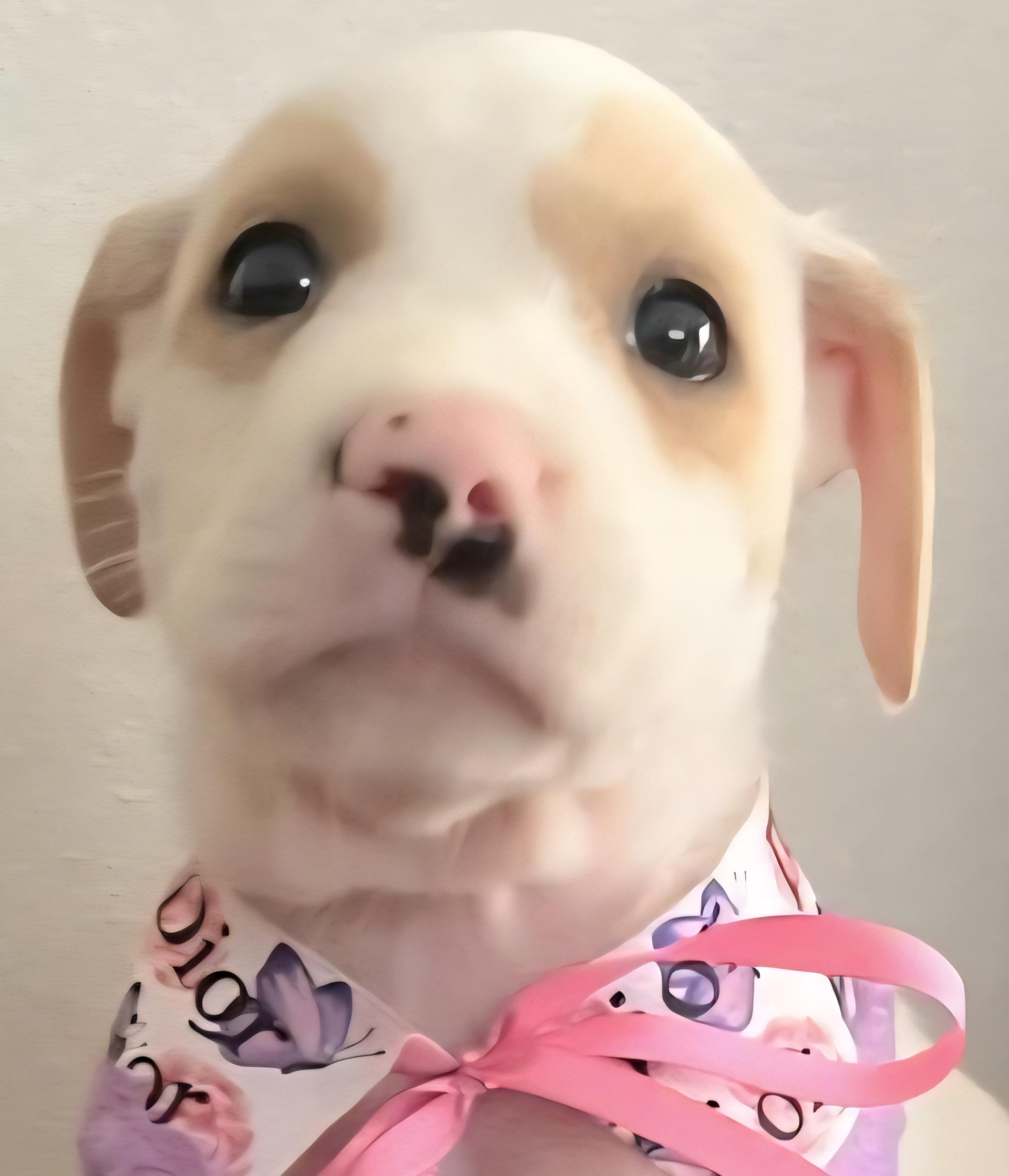 Fiat "a Whole Lotta thumbnail 6