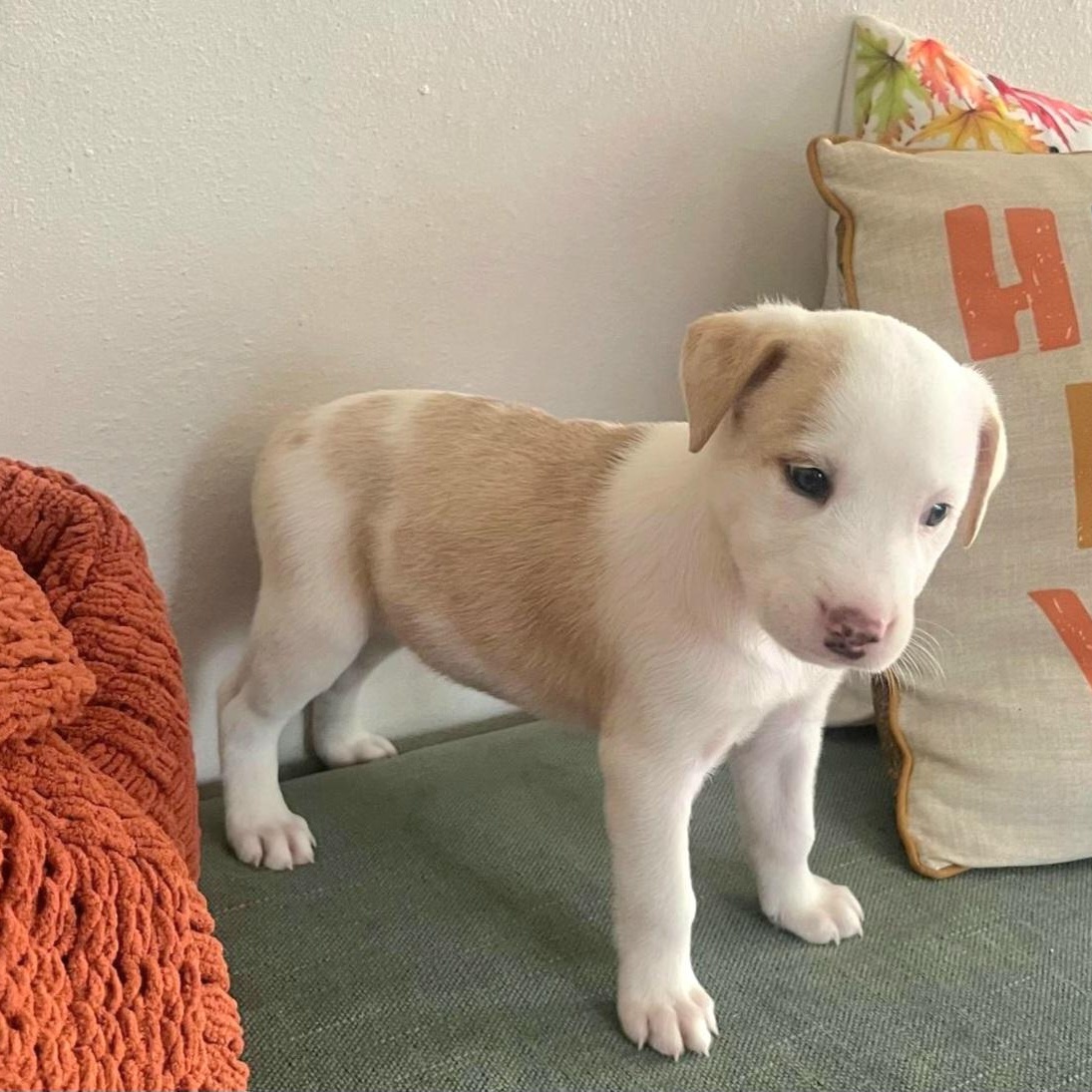 Fiat "a Whole Lotta thumbnail 7