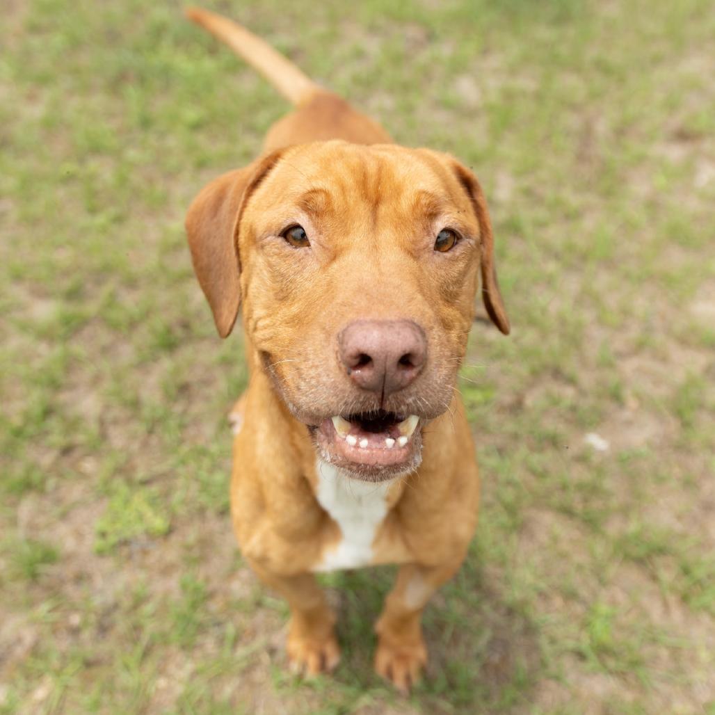 Enlarge Ritz, a Adoptable mixed breed in Valdosta , GA image 1/6