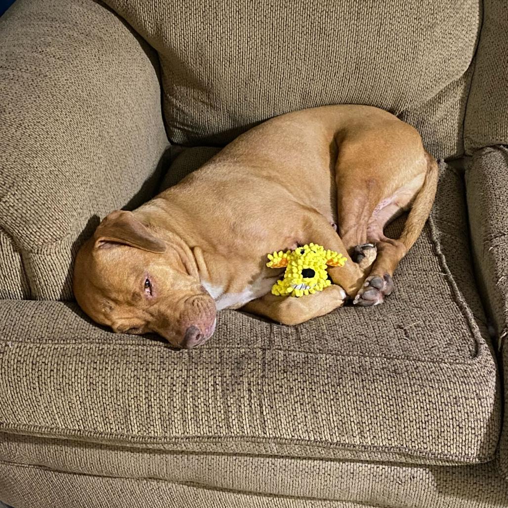 Enlarge Ritz, a Adoptable mixed breed in Valdosta , GA image 2/6