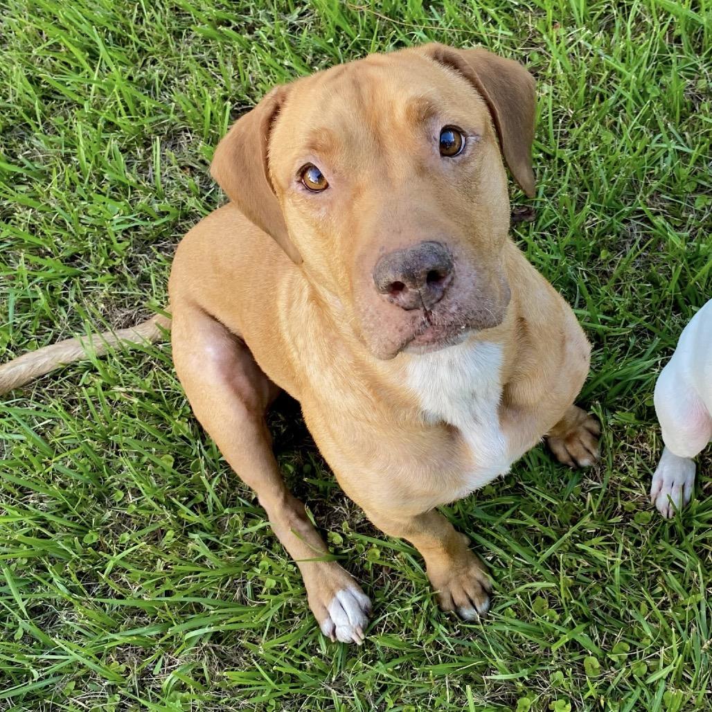 Enlarge Ritz, a Adoptable mixed breed in Valdosta , GA image 3/6