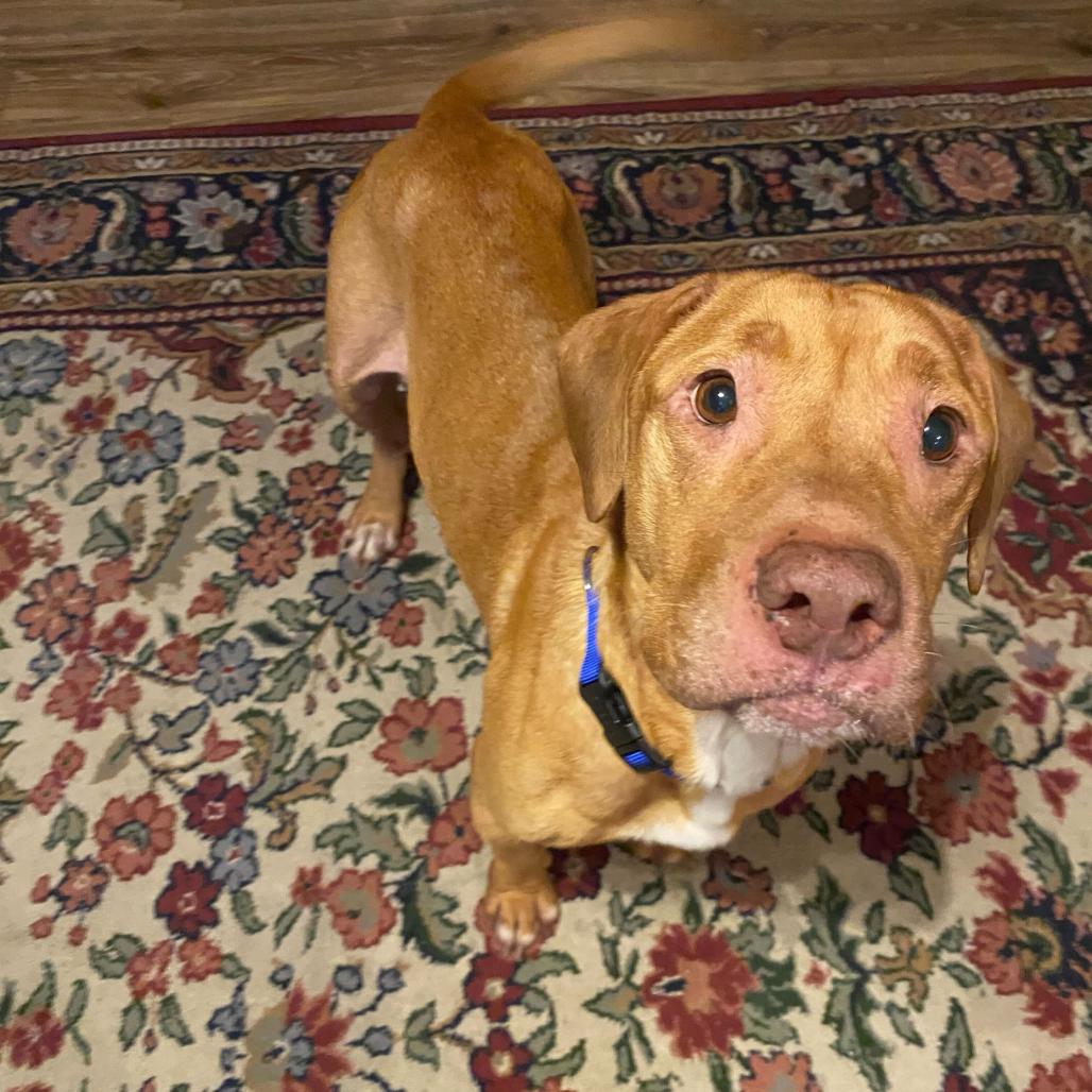 Enlarge Ritz, a Adoptable mixed breed in Valdosta , GA image 4/6