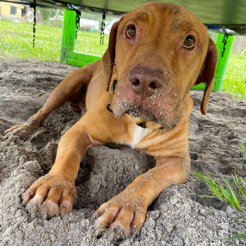 Enlarge Ritz, a Adoptable mixed breed in Valdosta , GA image 5/6