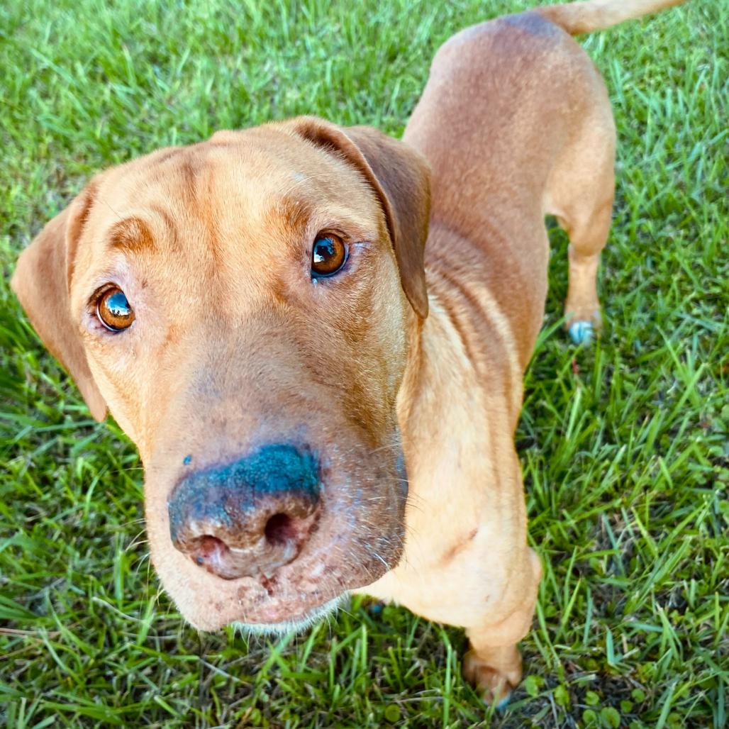 Enlarge Ritz, a Adoptable mixed breed in Valdosta , GA image 6/6