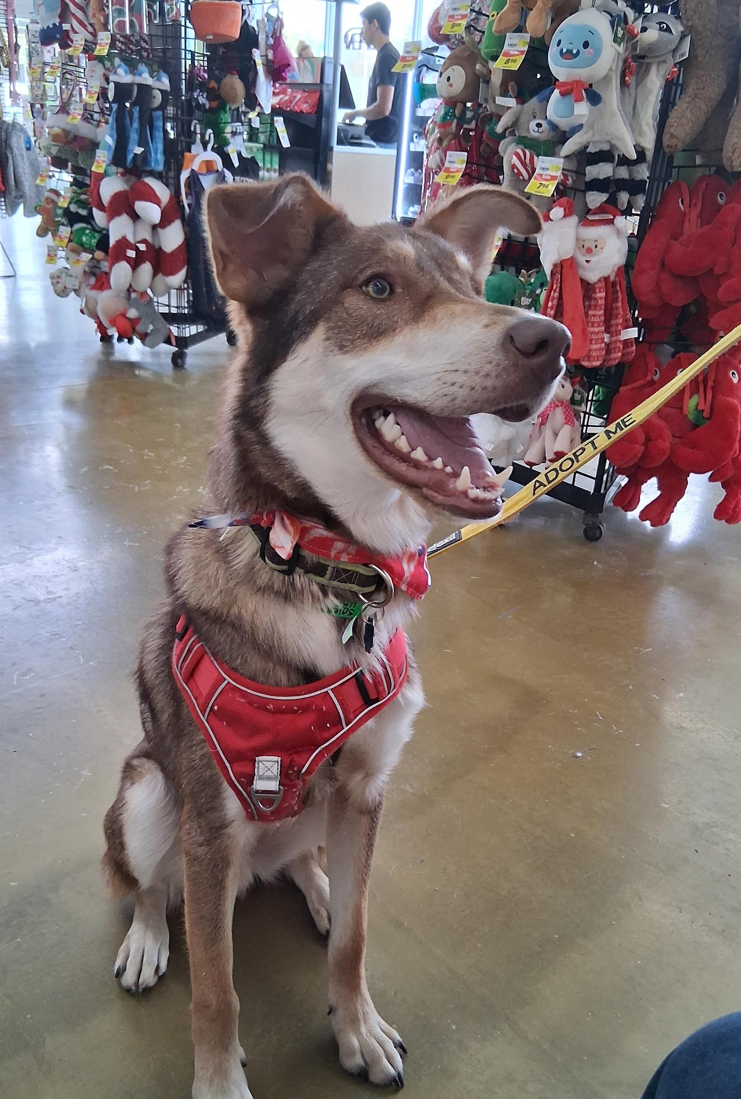 Kipling, adopted, Adult Male Shepherd.