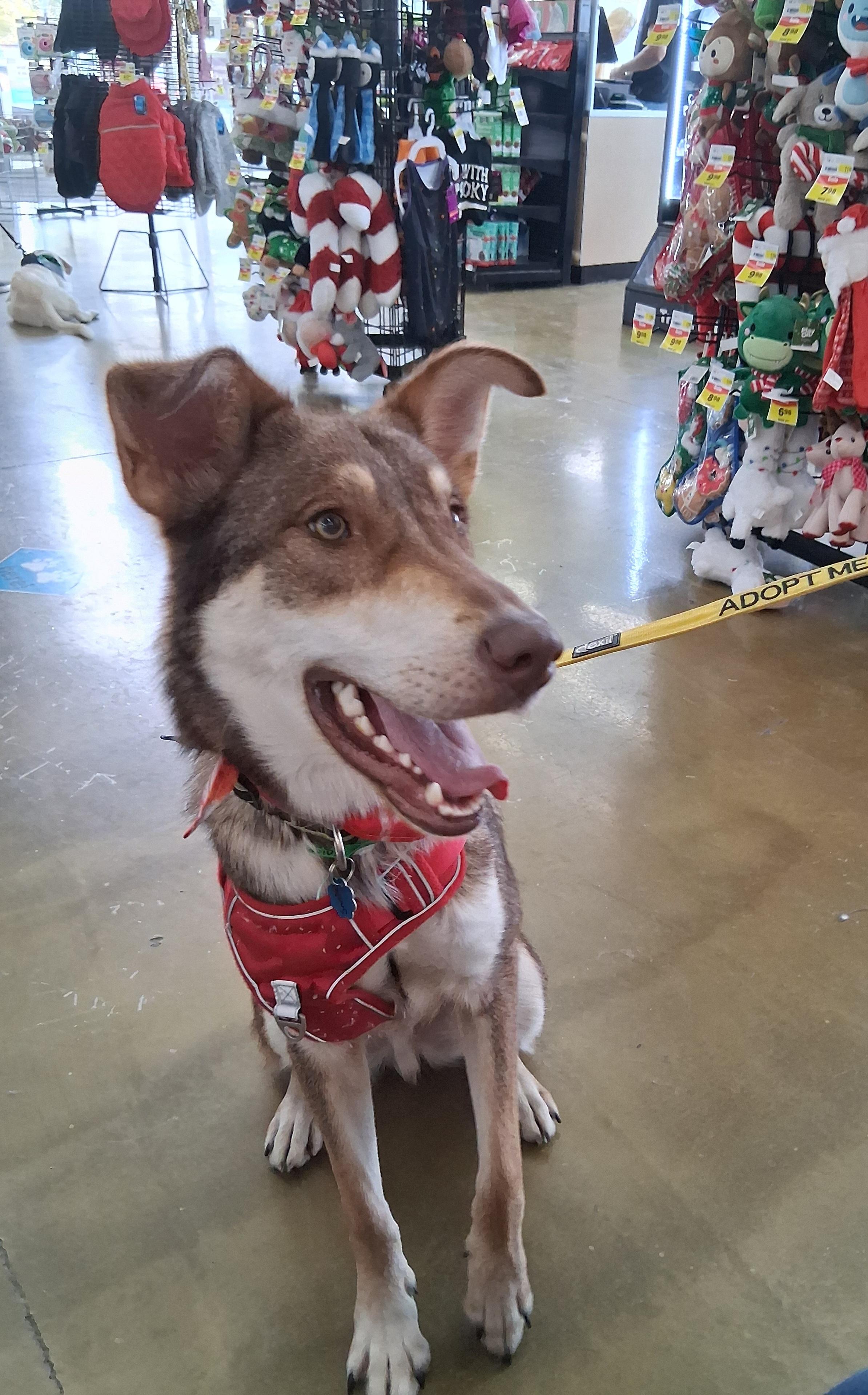 Kipling, an adopted Shepherd in Elmhurst, IL image 2/6