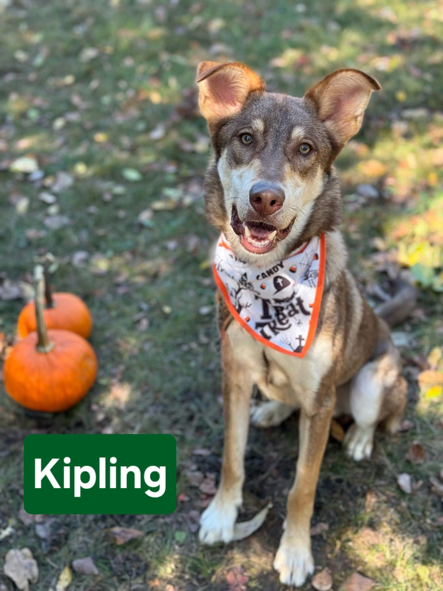 Kipling, an adopted Shepherd in Elmhurst, IL image 6/6