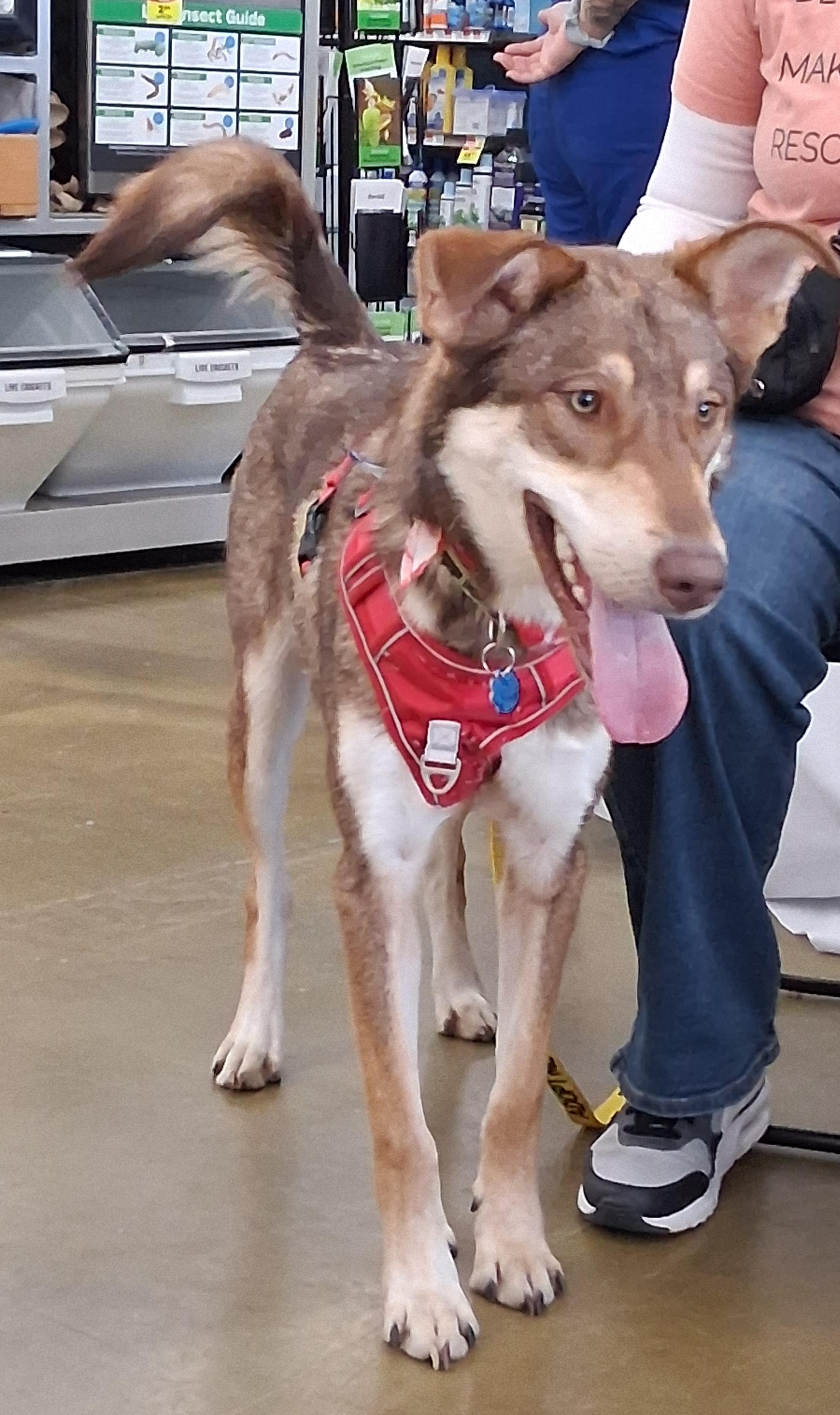Kipling, an adopted Shepherd in Elmhurst, IL image 3/6