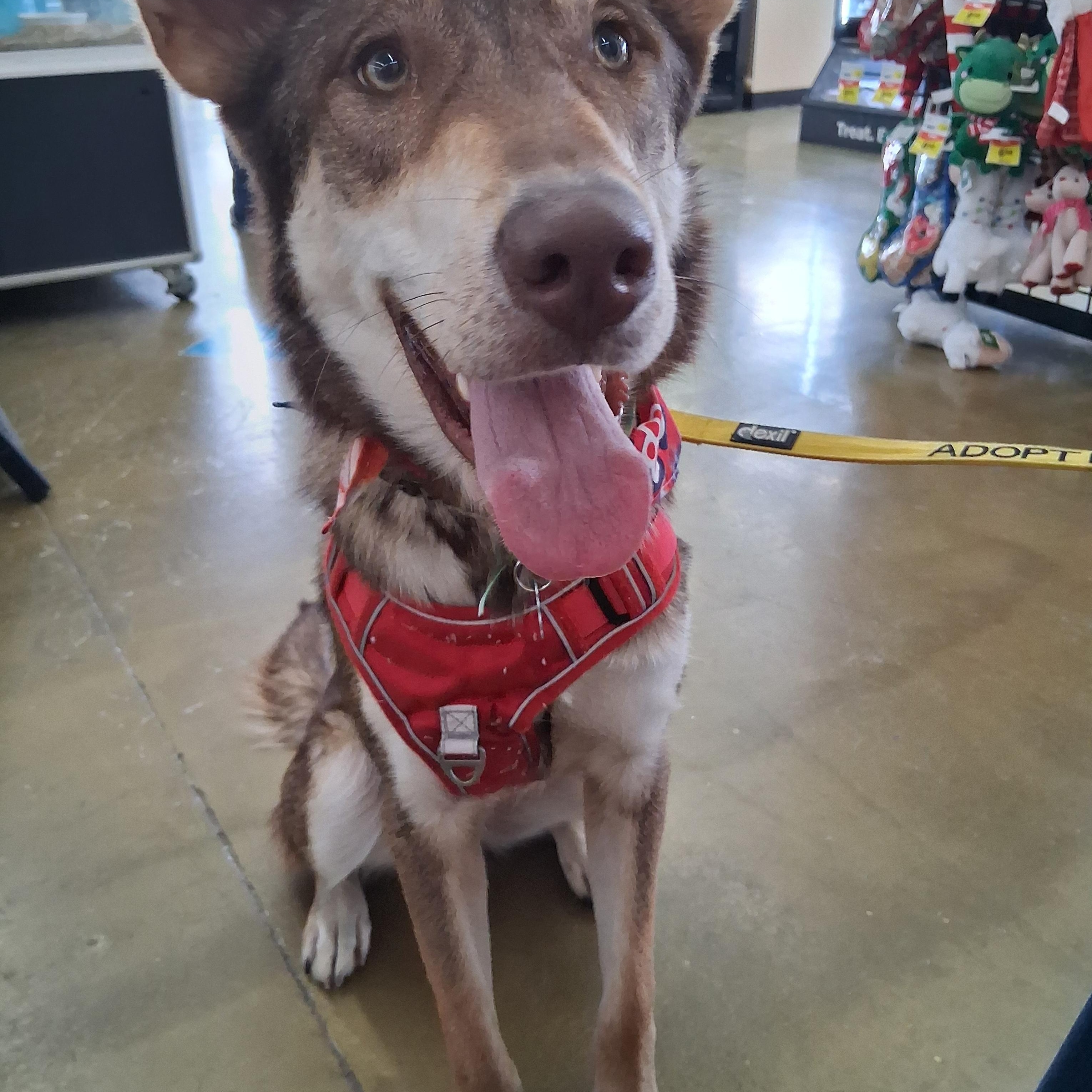 Kipling, an adopted Shepherd in Elmhurst, IL image 4/6