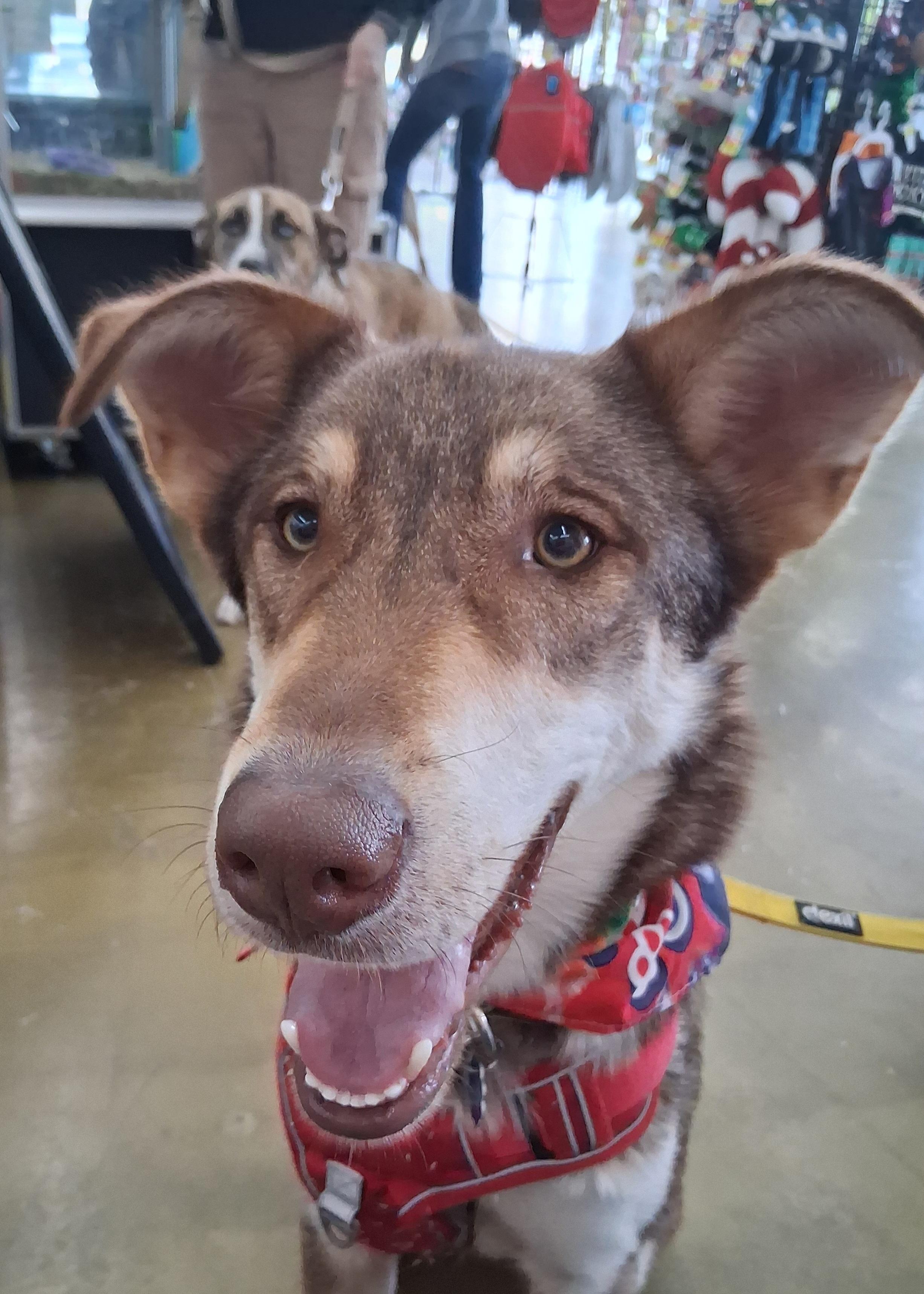 Kipling, an adopted Shepherd in Elmhurst, IL image 5/6