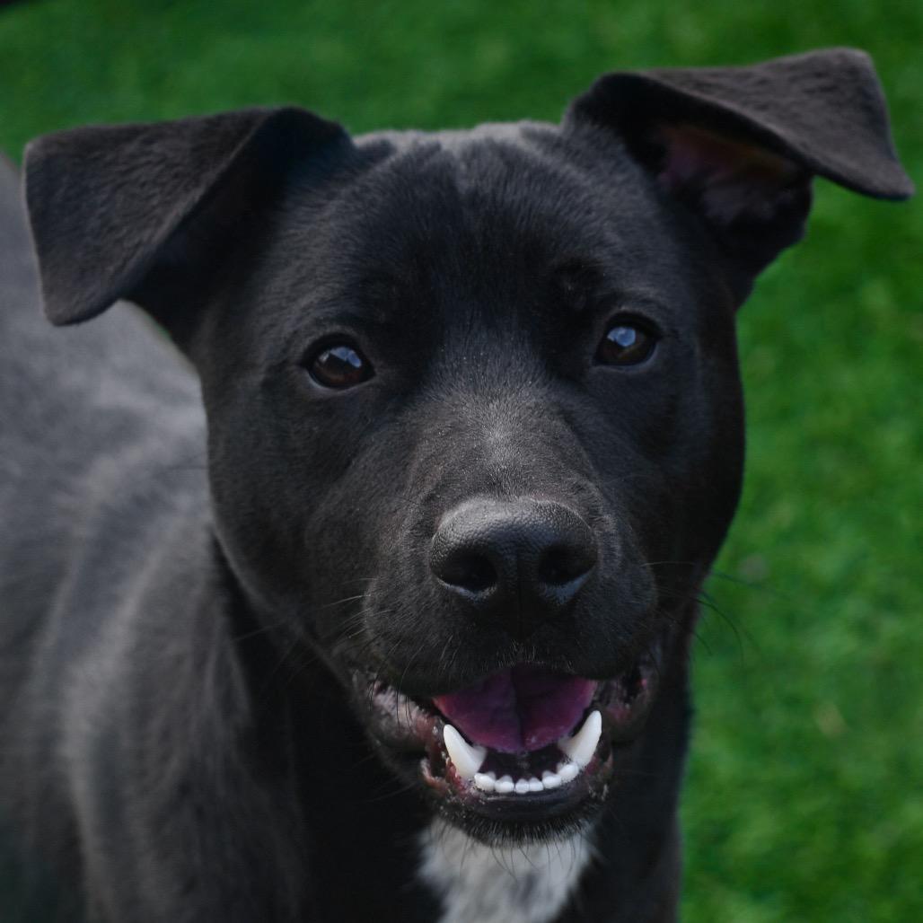 Enlarge Bailey, a Adoptable mixed breed in Emporia, KS image 1/3