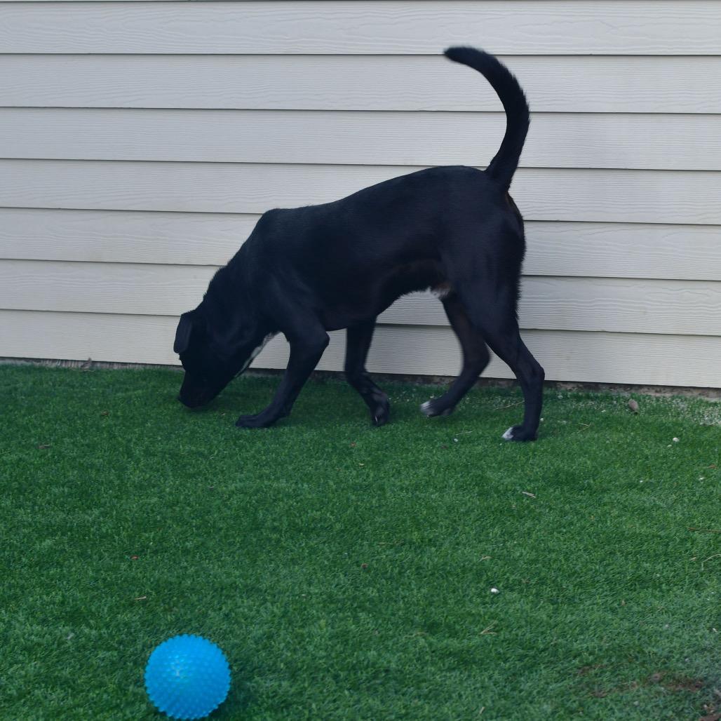 Enlarge Bailey, a Adoptable mixed breed in Emporia, KS image 2/3