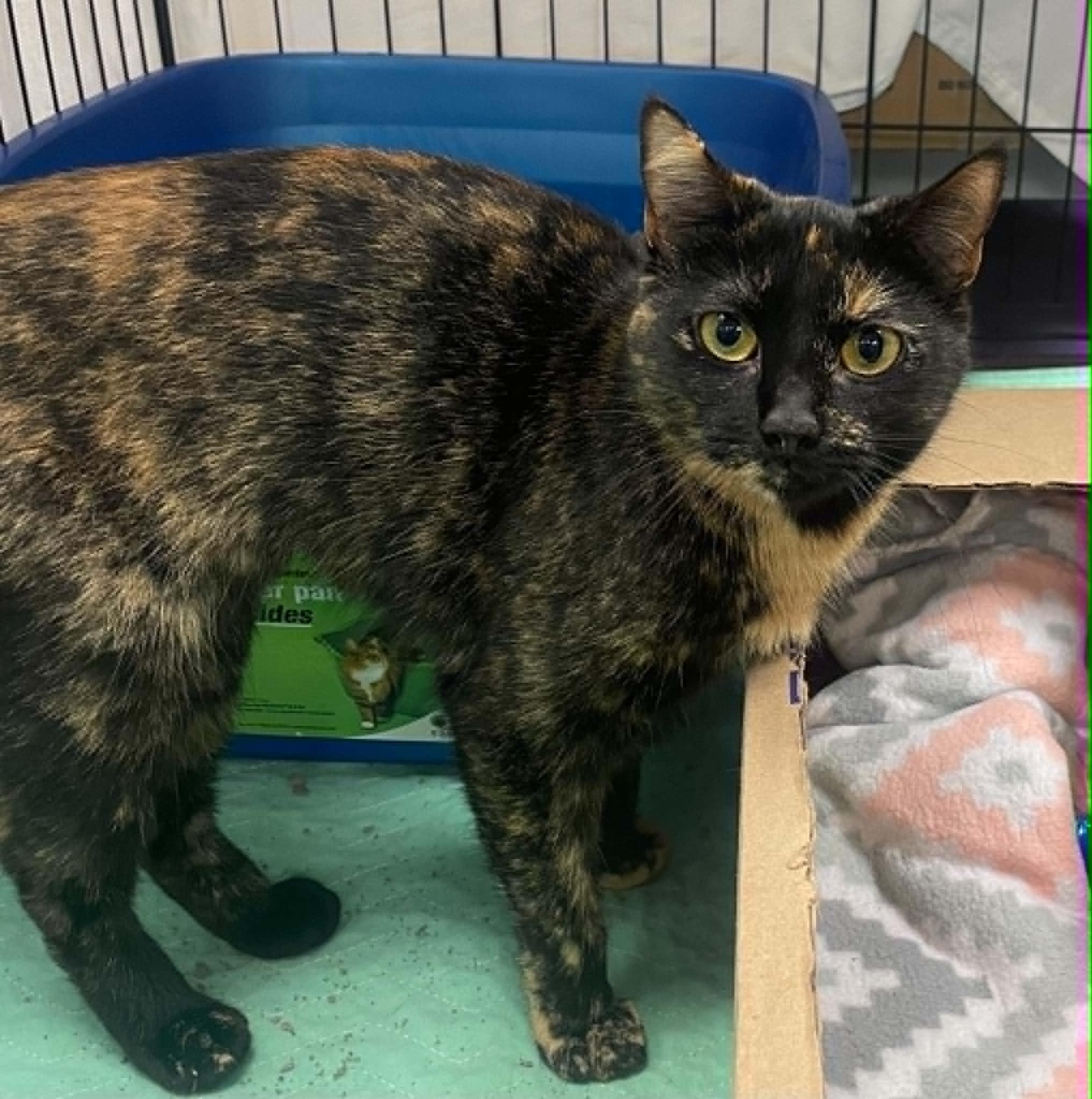 Onyx, a Adoptable Tortoiseshell in Livonia, MI image 2/3